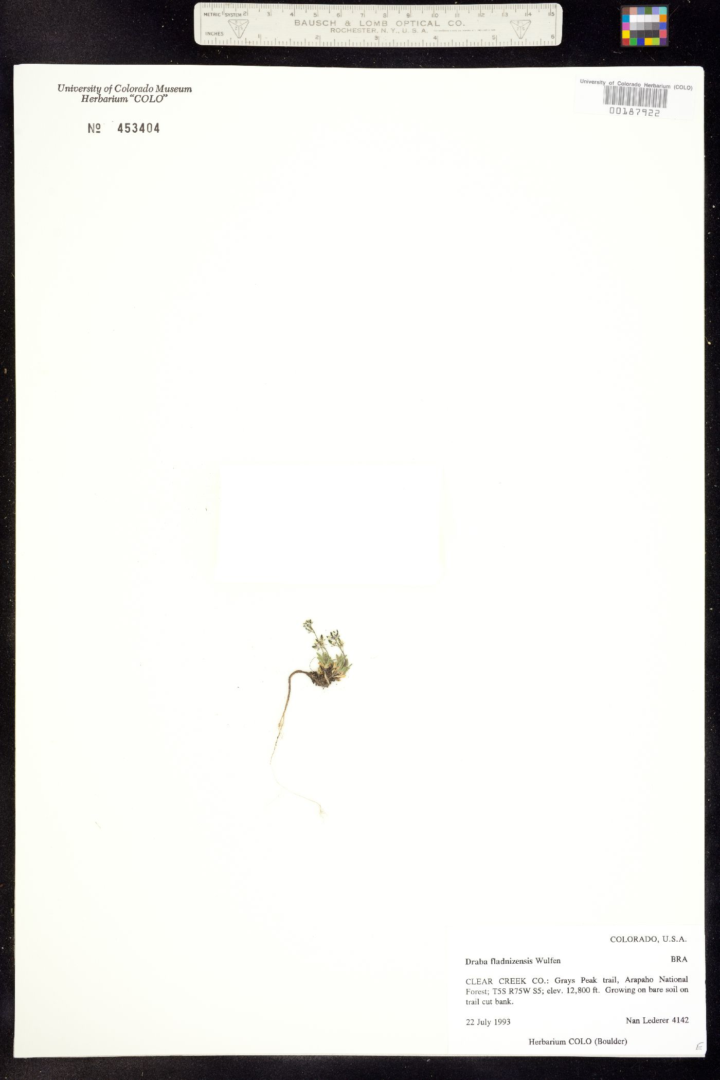 Draba fladnizensis image