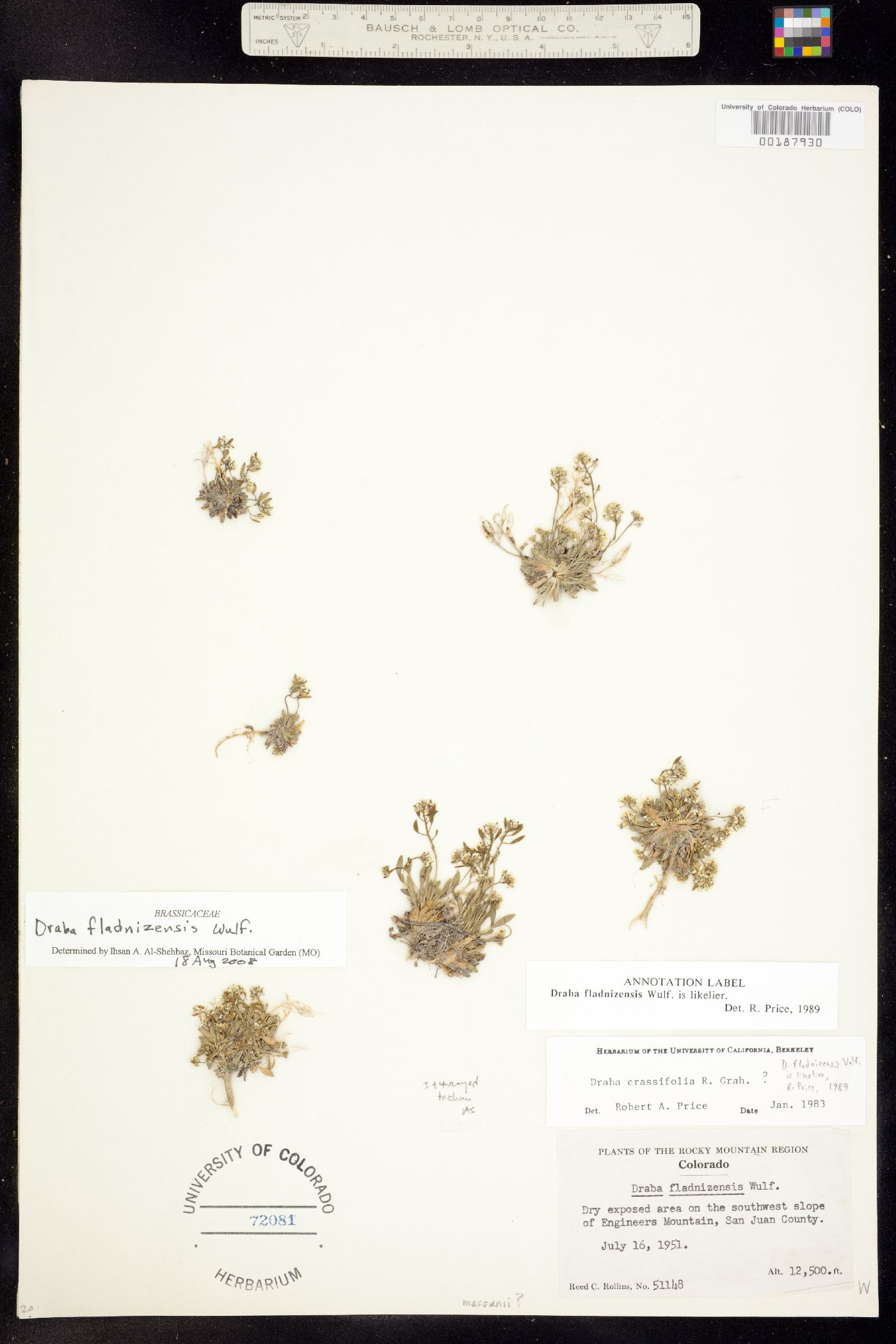 Draba fladnizensis var. pattersonii image