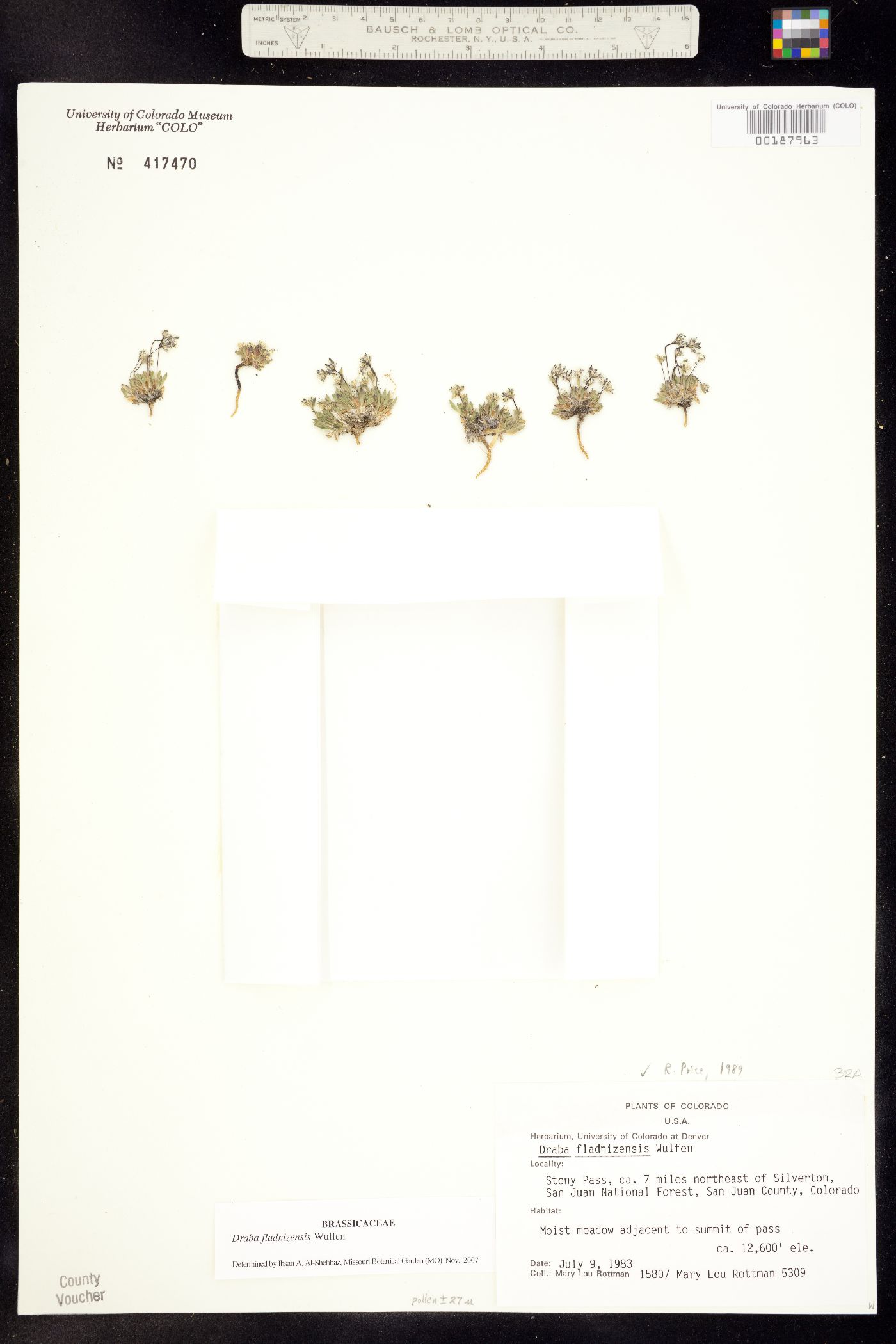 Draba fladnizensis image