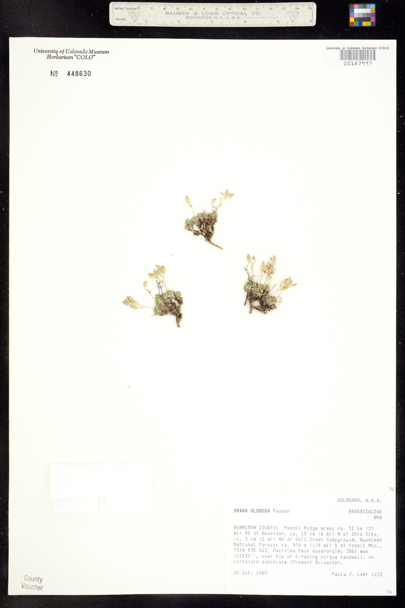 Draba globosa image