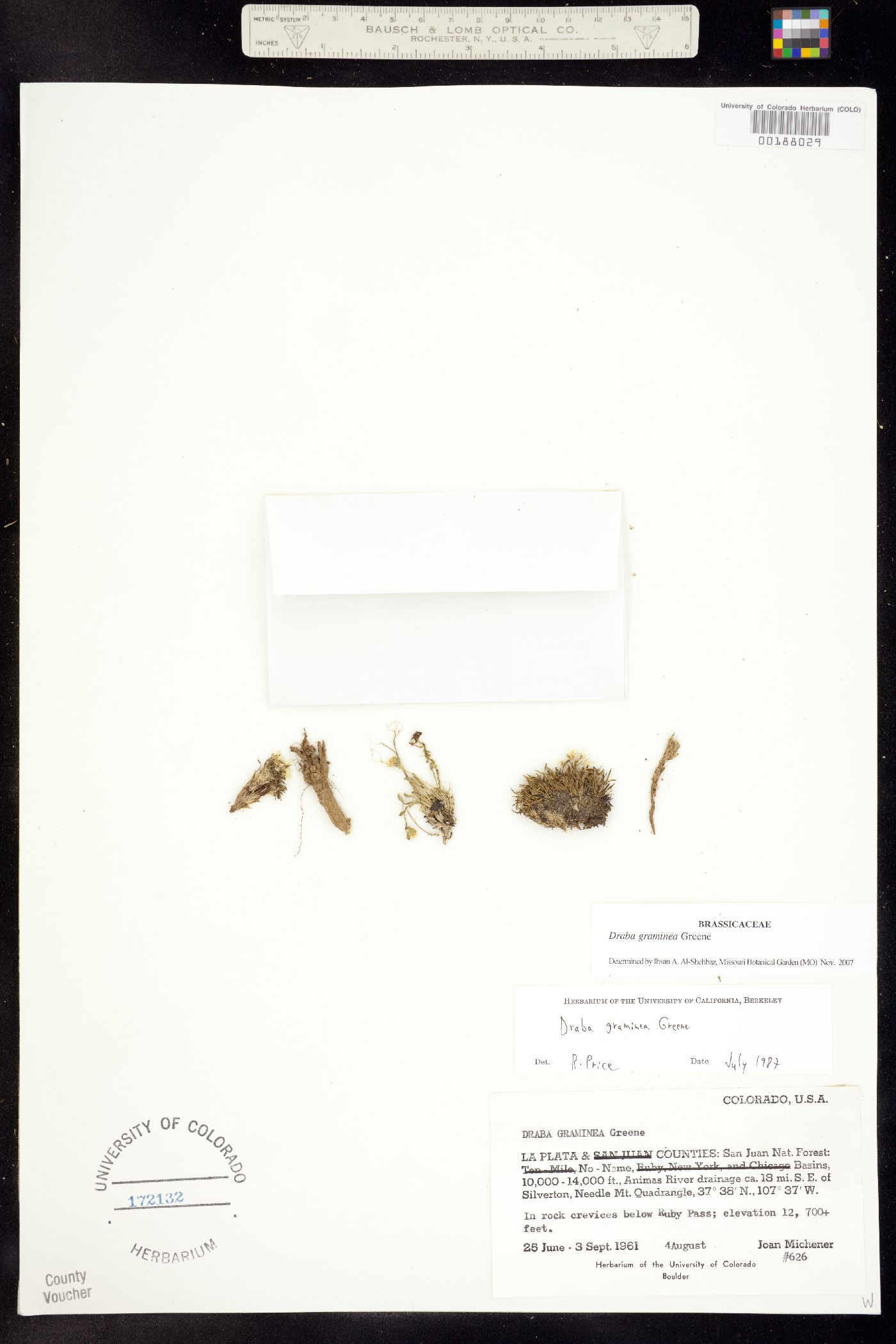 Draba graminea image