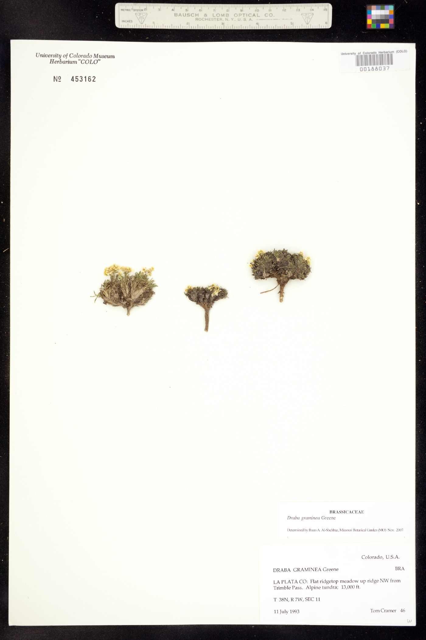 Draba graminea image