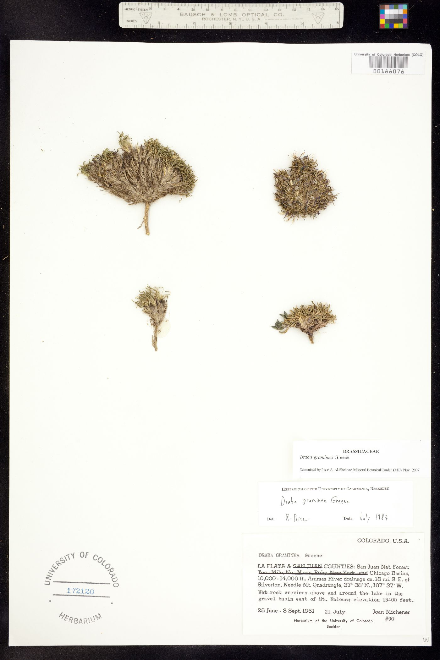 Draba graminea image