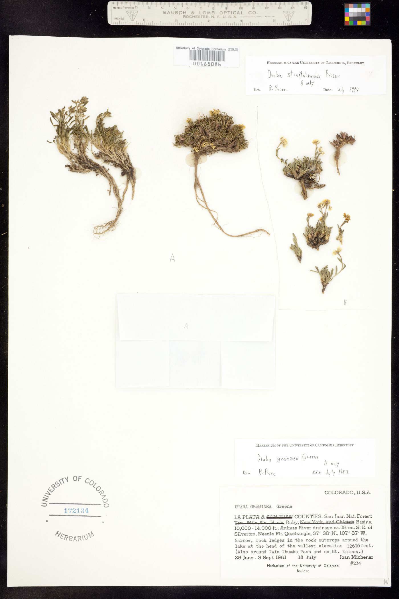 Draba graminea image