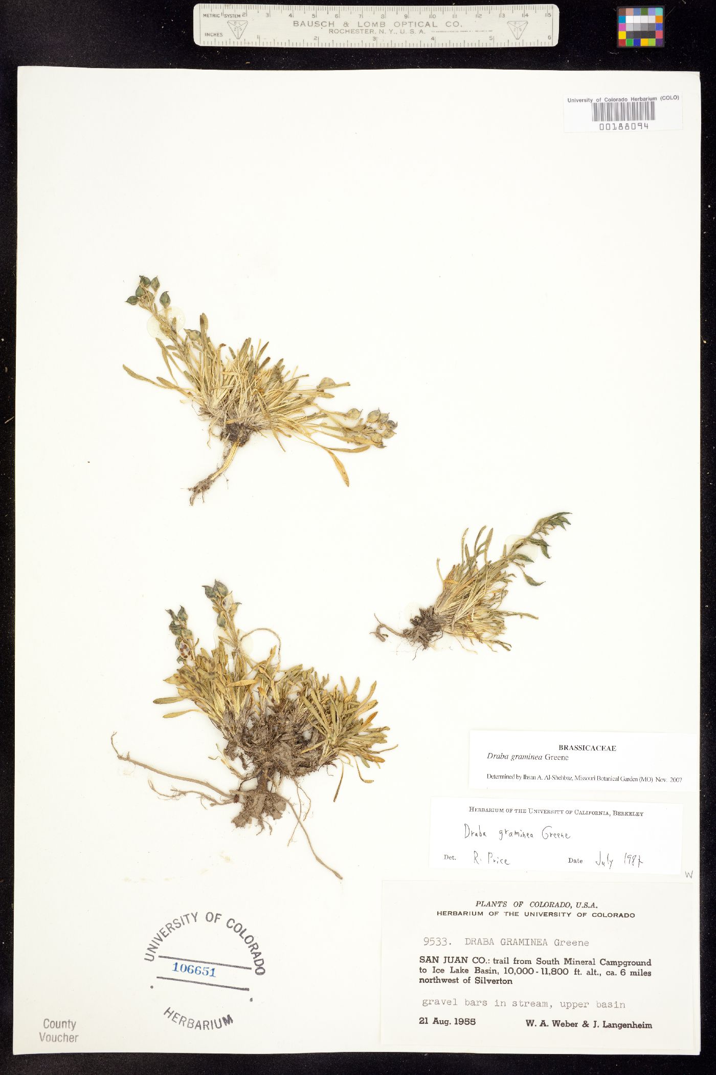 Draba graminea image