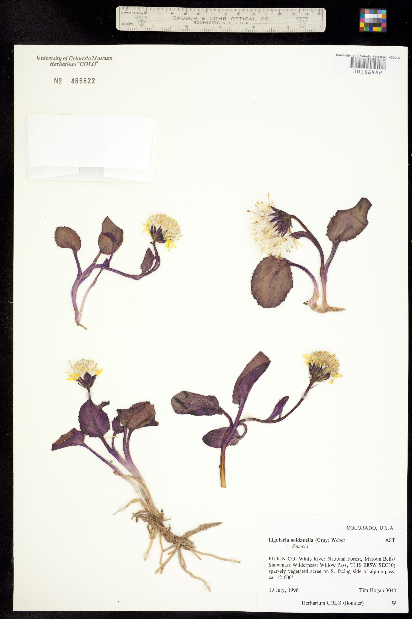 Senecio soldanella image