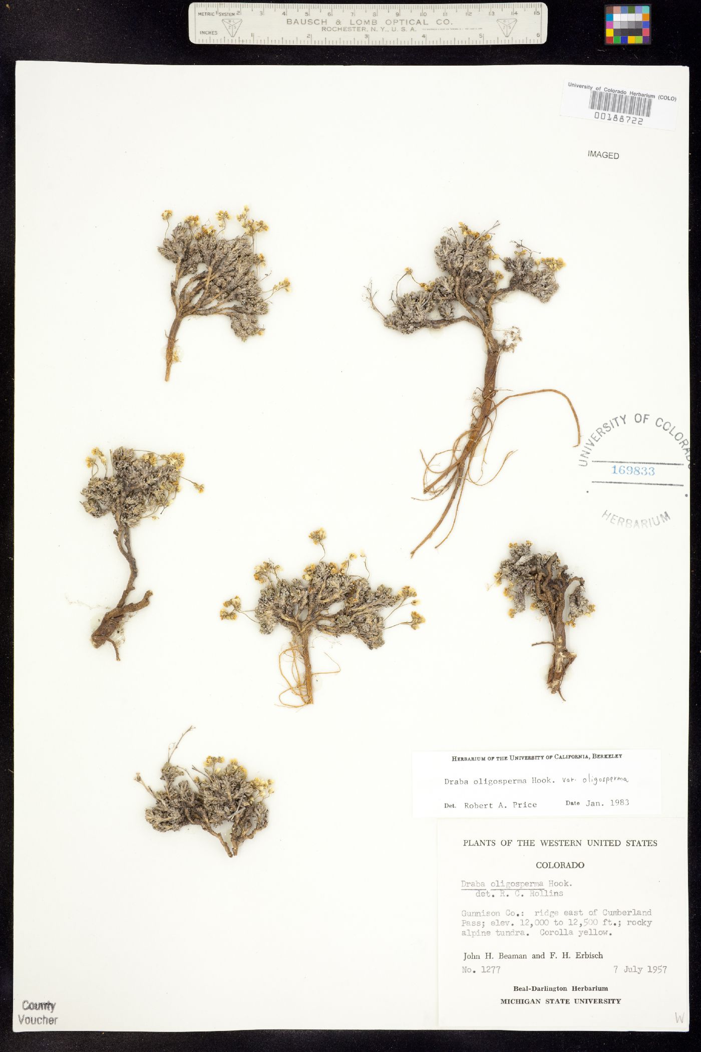 Draba oligosperma image