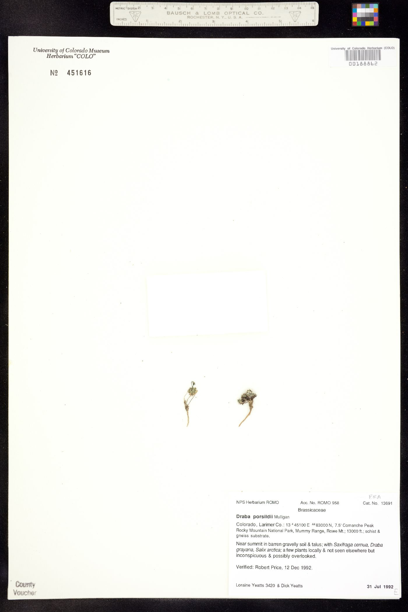 Draba porsildii image