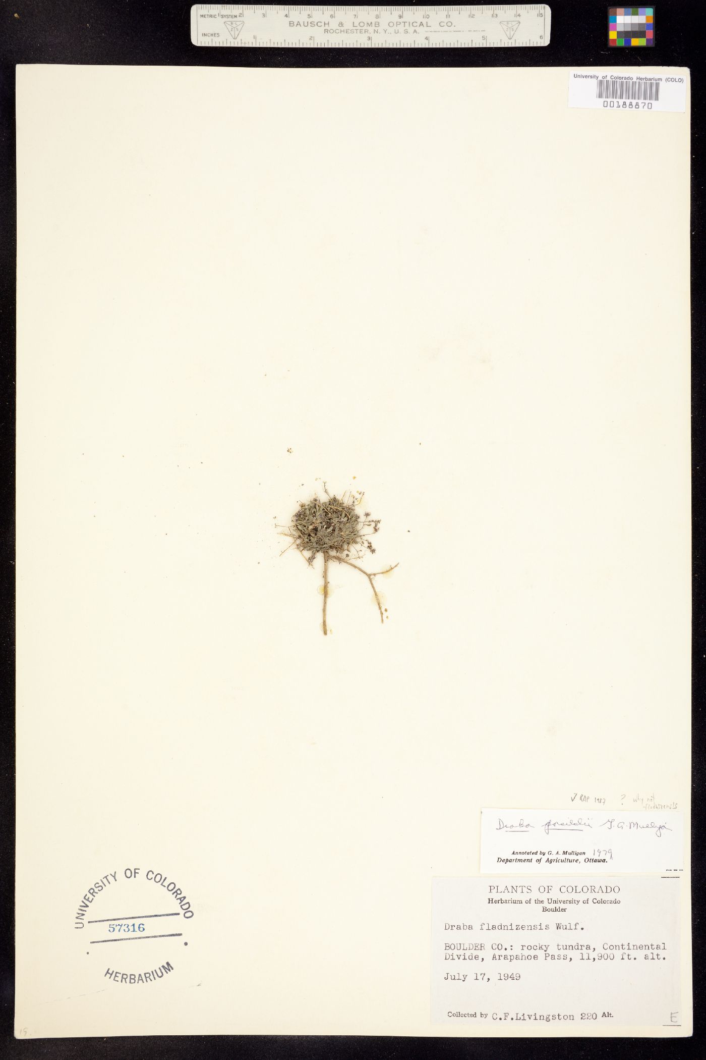 Draba porsildii image