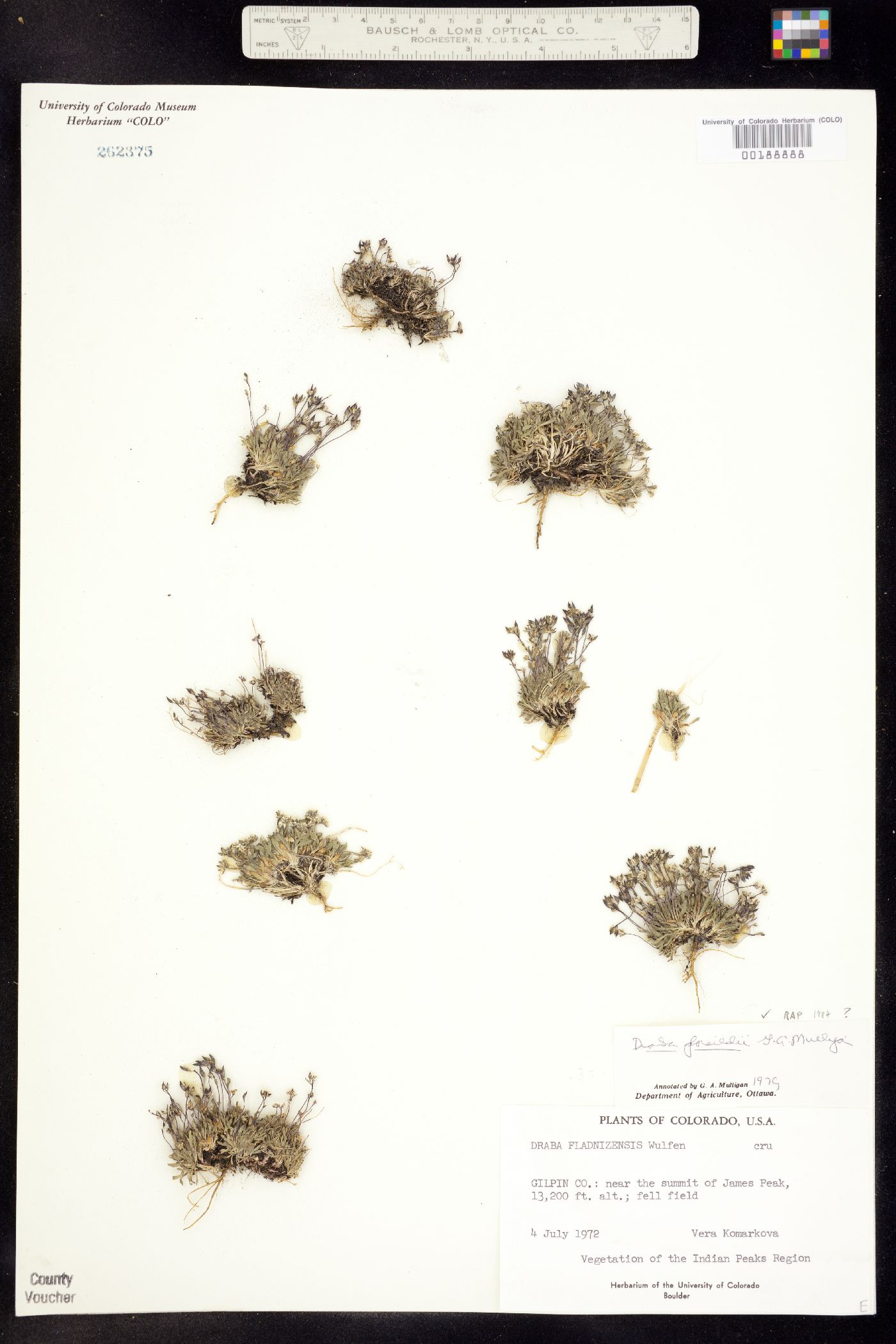 Draba porsildii image