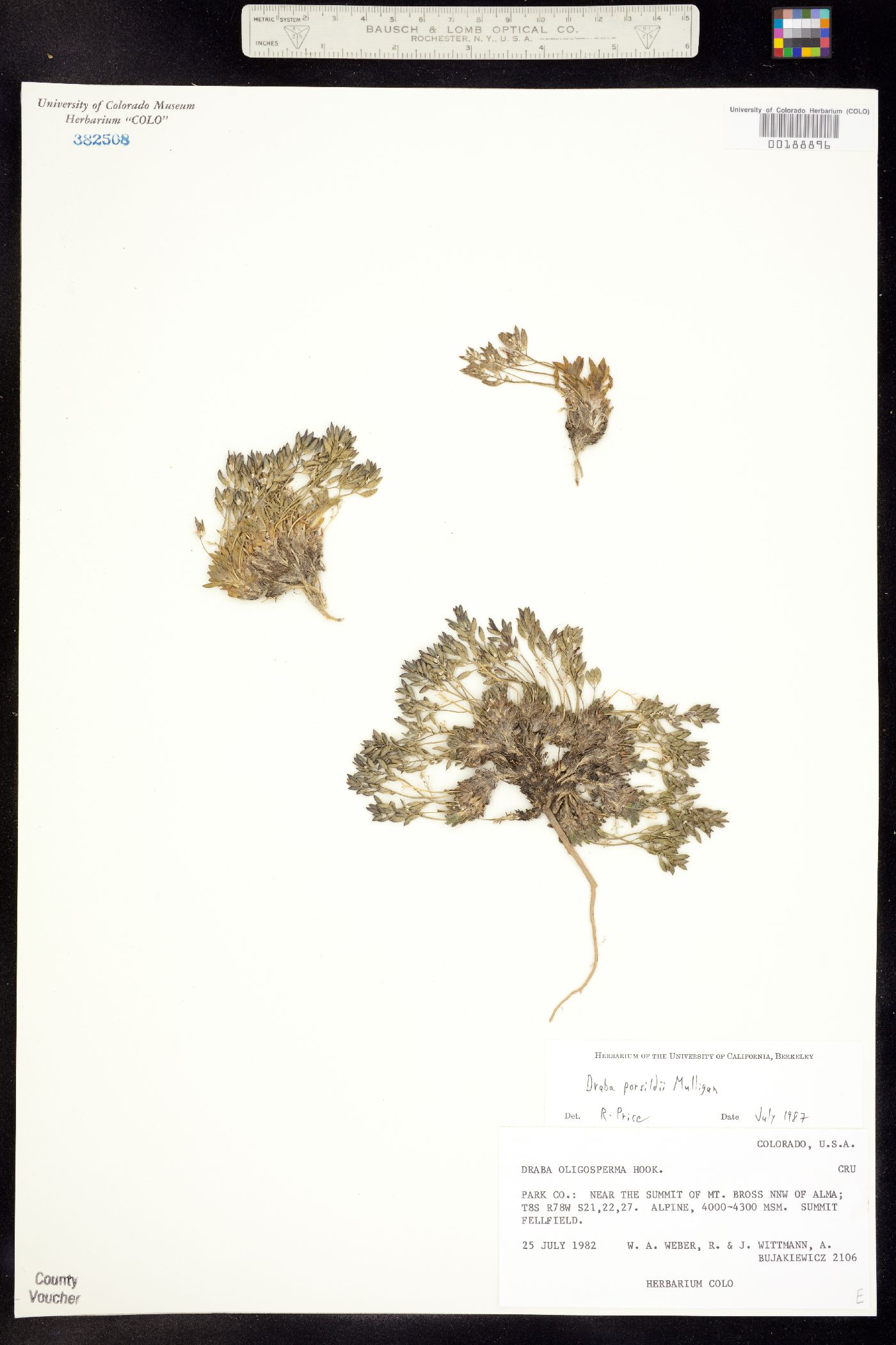 Draba porsildii image