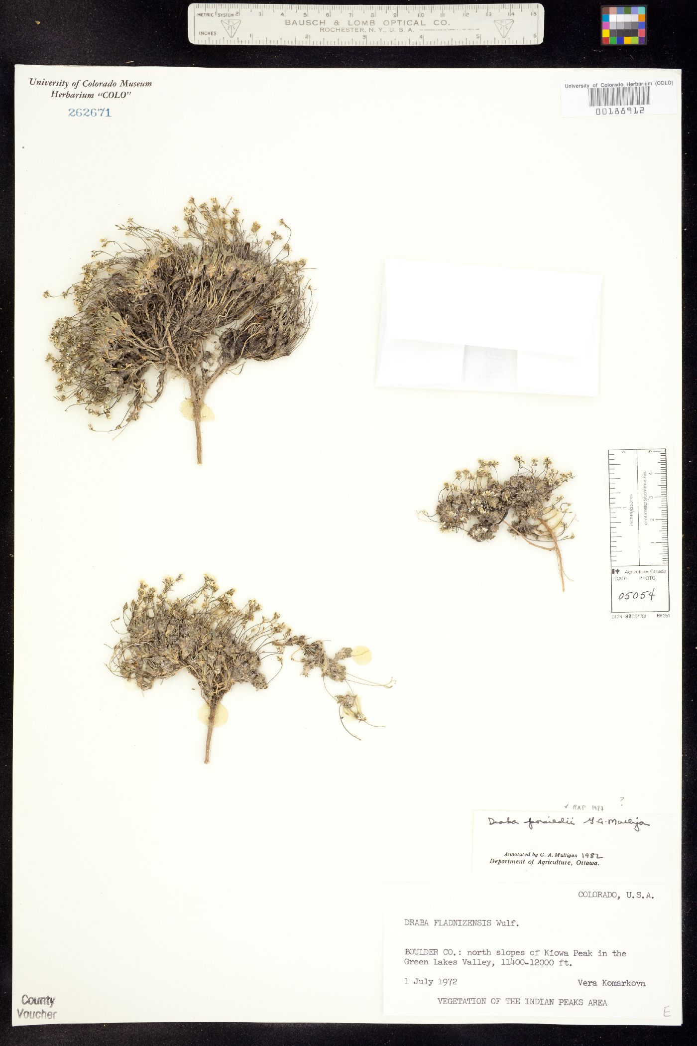 Draba porsildii image