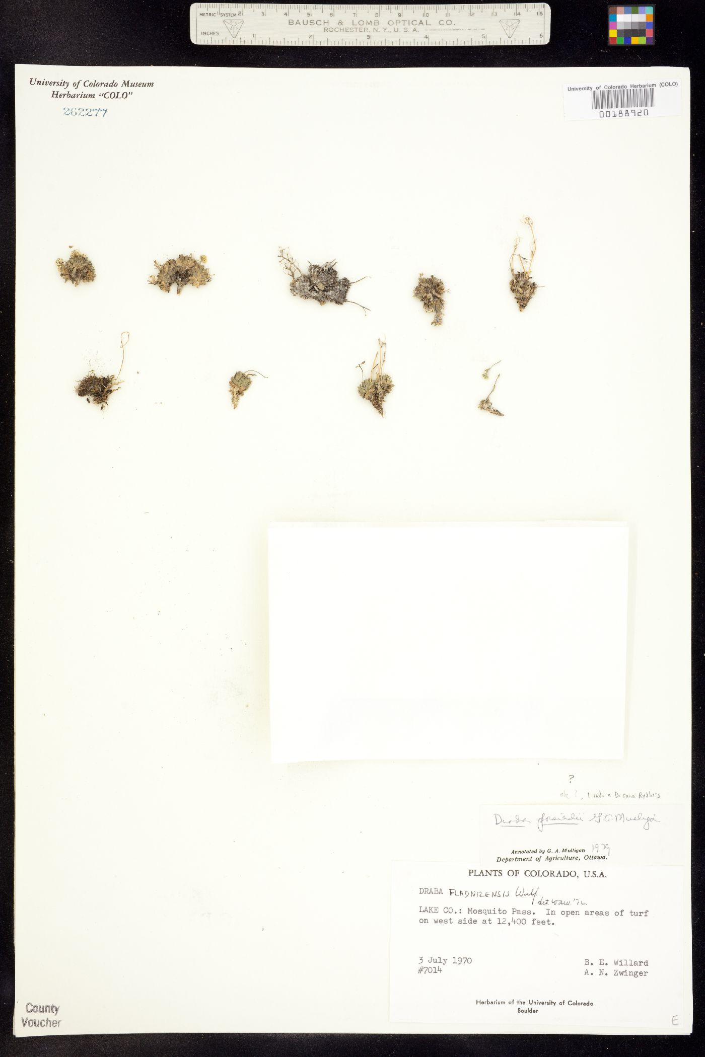 Draba porsildii image