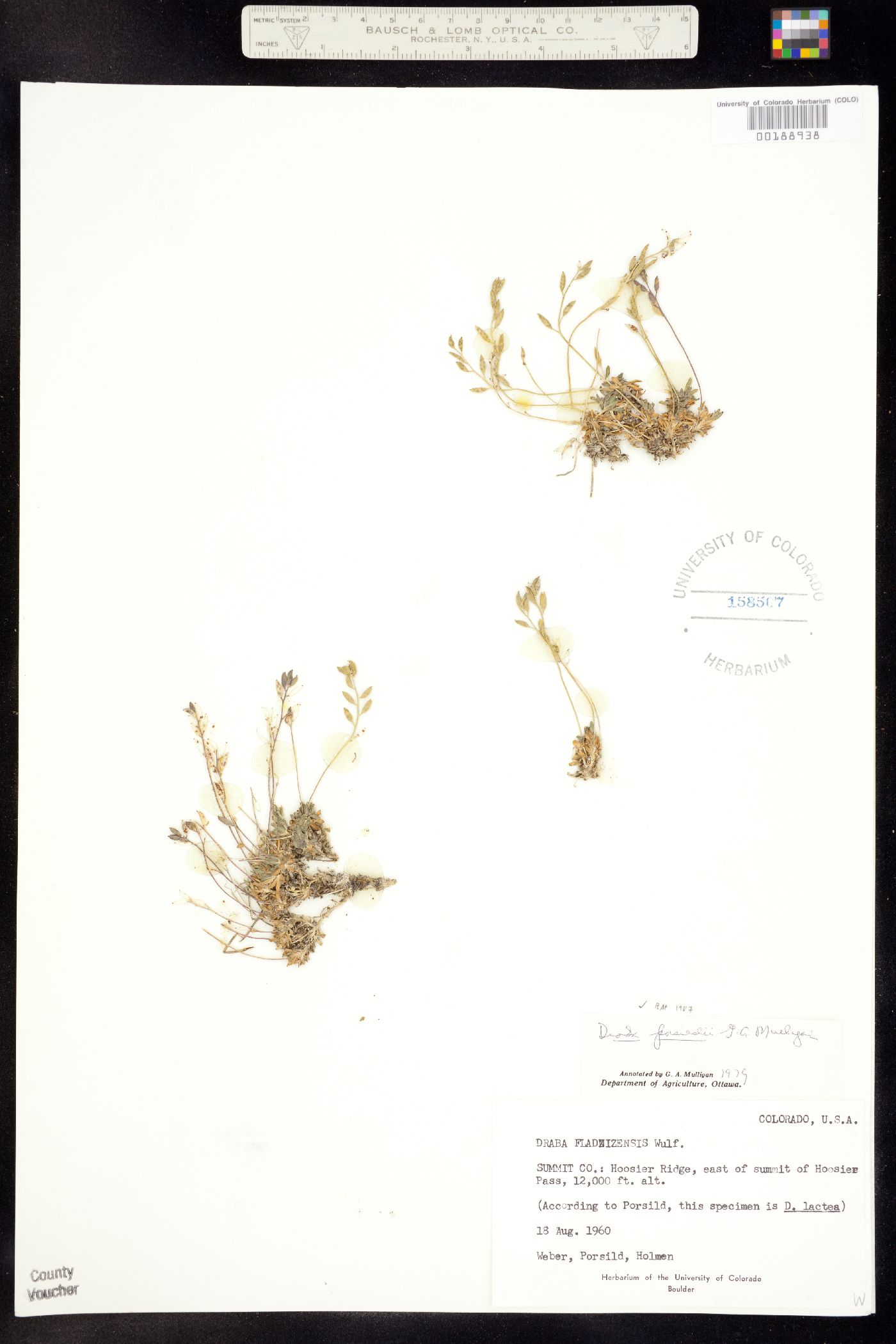 Draba porsildii image