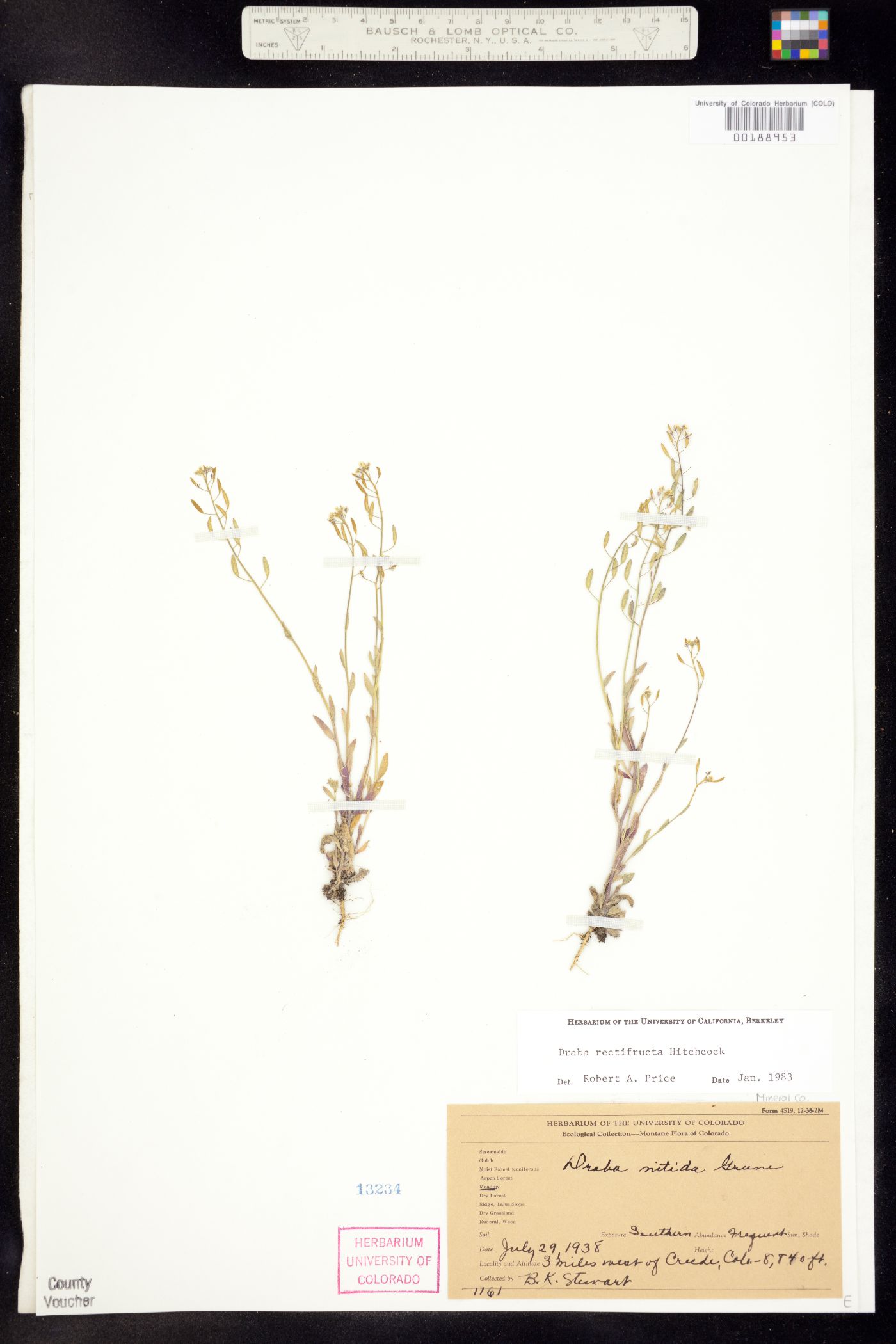 Draba rectifructa image