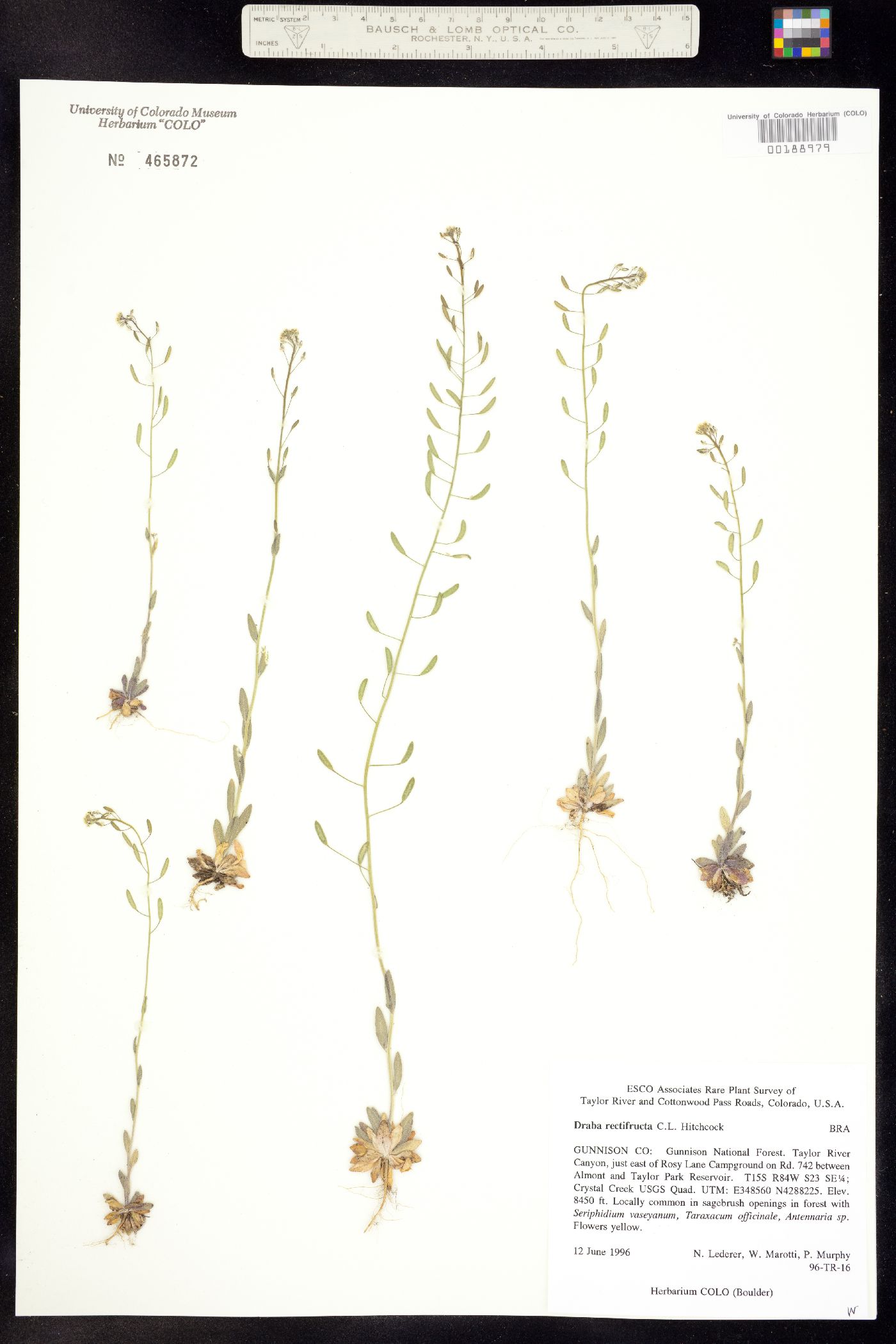 Draba rectifructa image