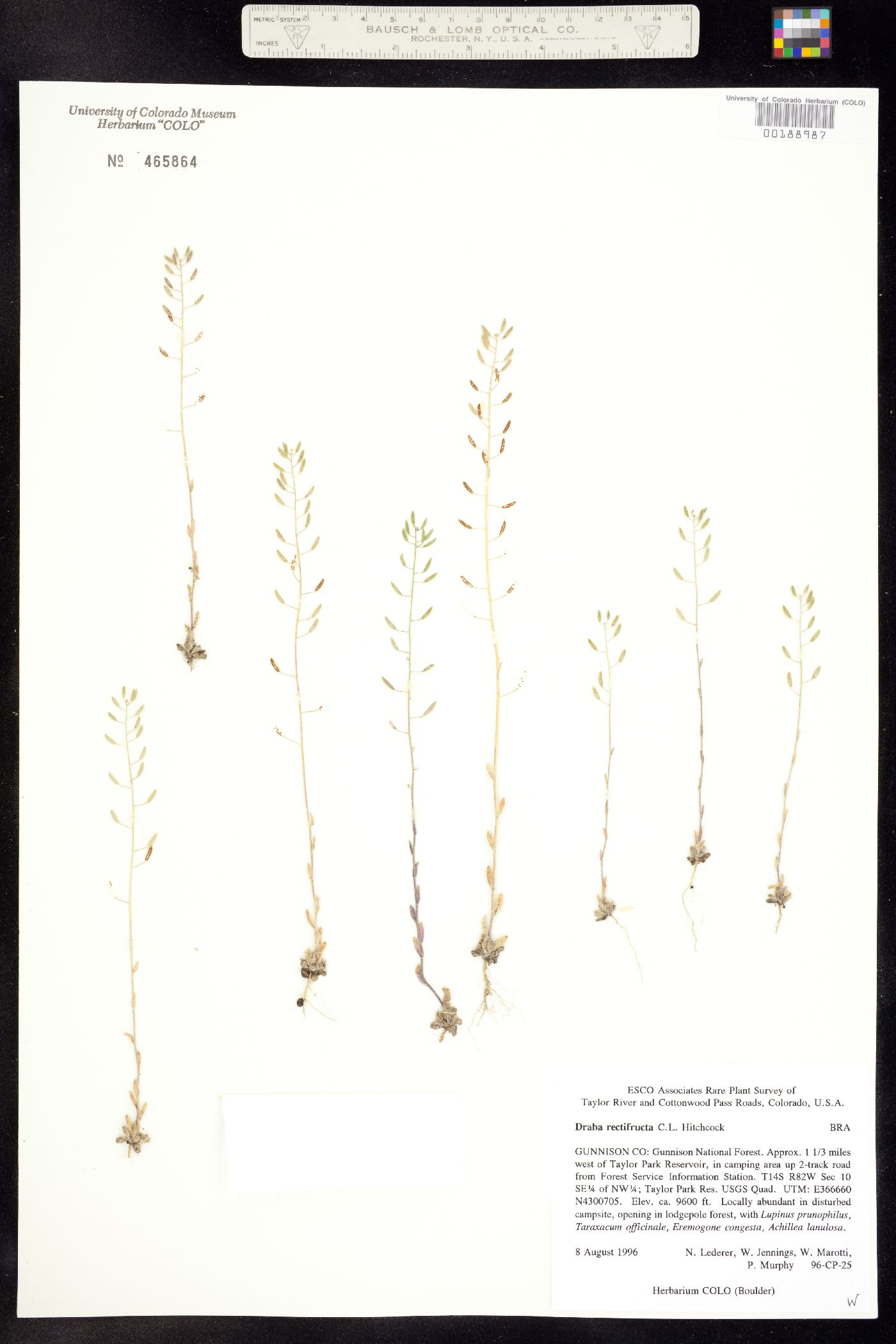 Draba rectifructa image