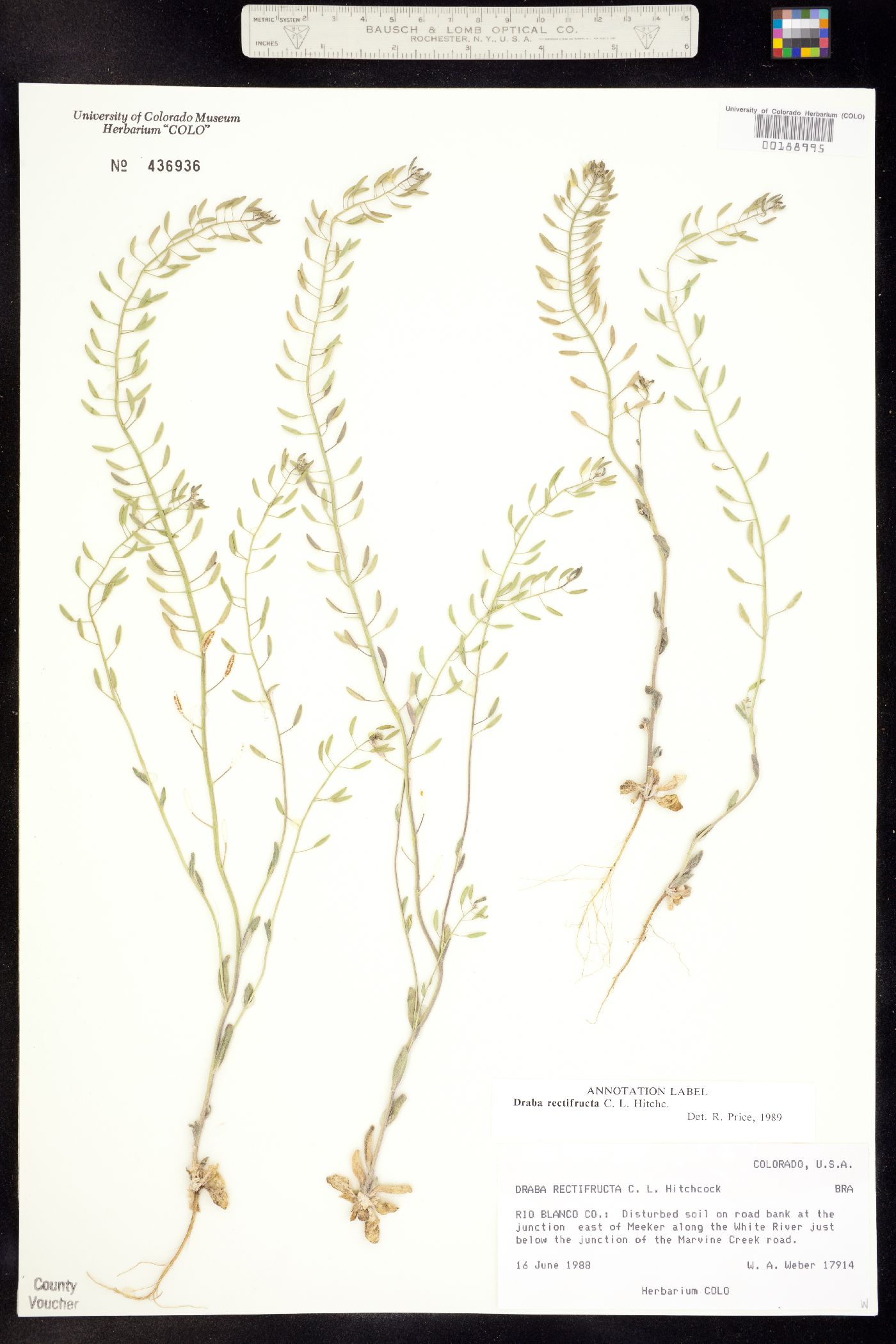 Draba rectifructa image