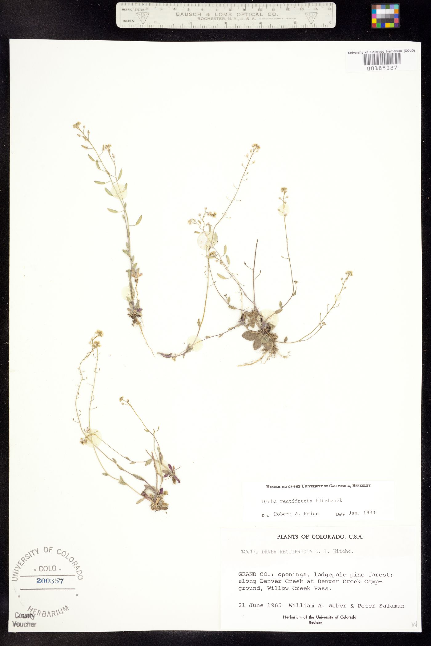 Draba rectifructa image