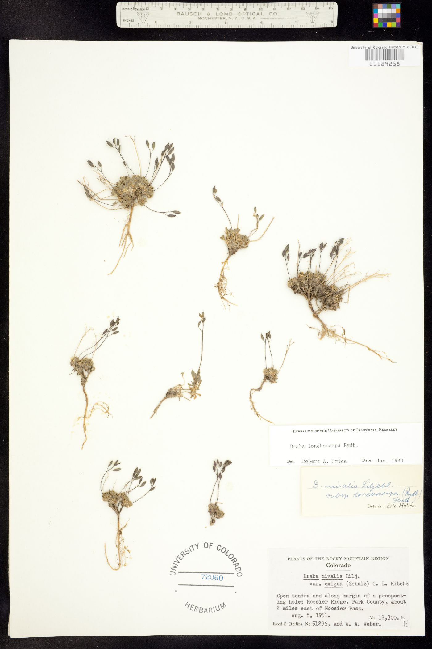 Draba lonchocarpa image