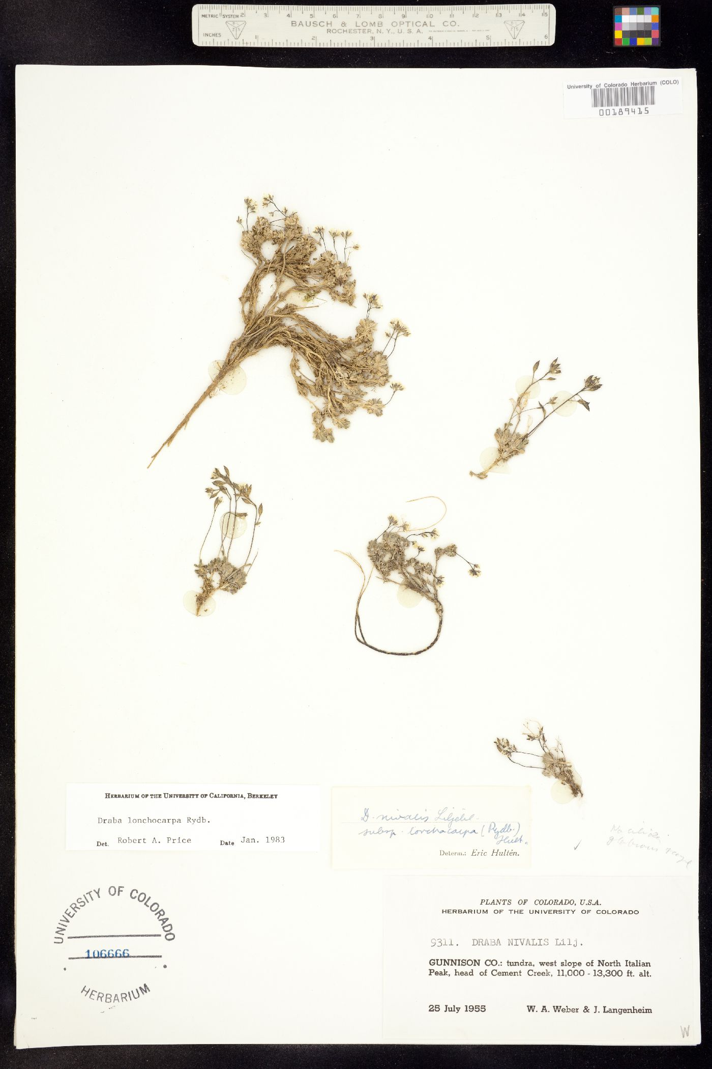Draba lonchocarpa image