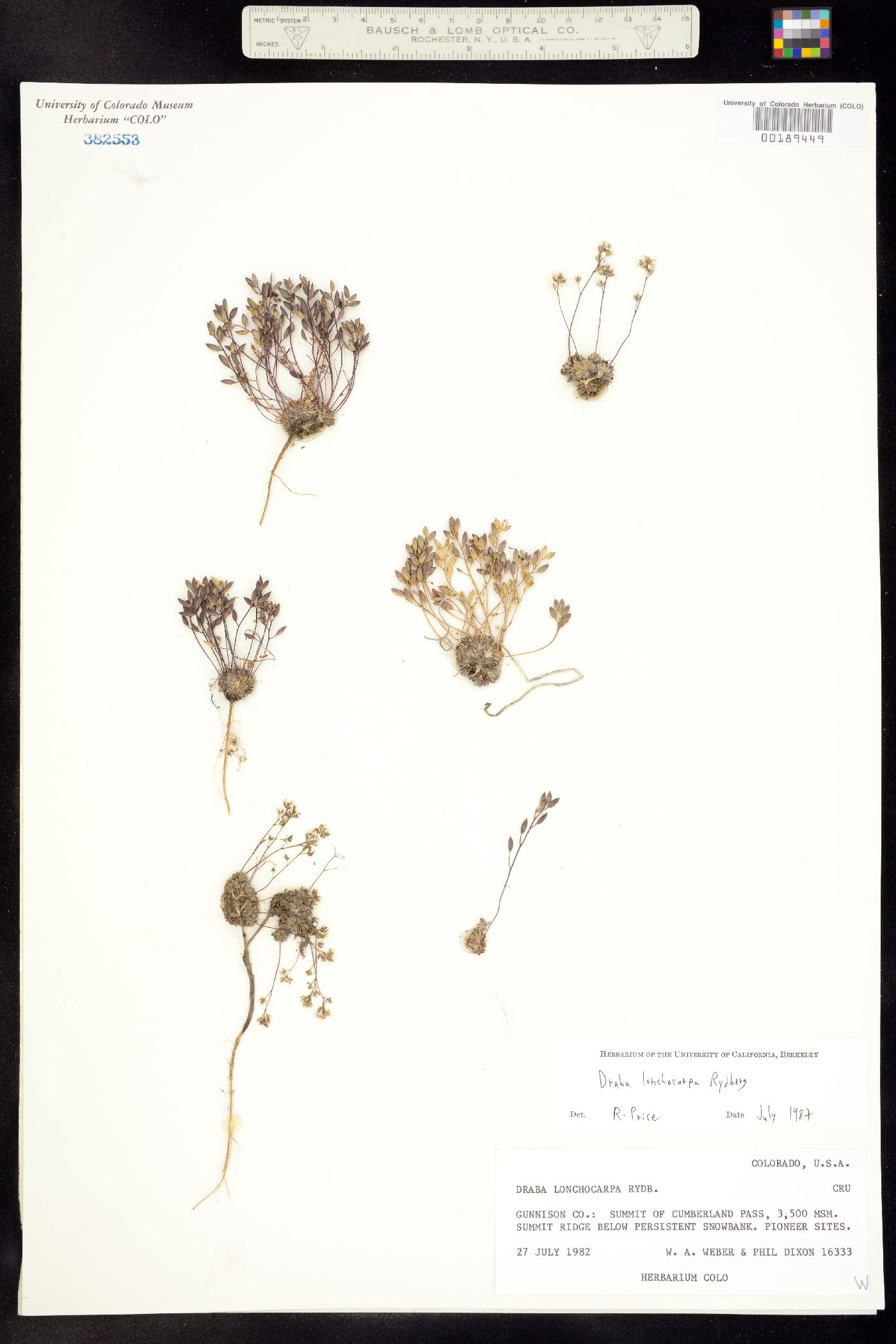 Draba lonchocarpa image