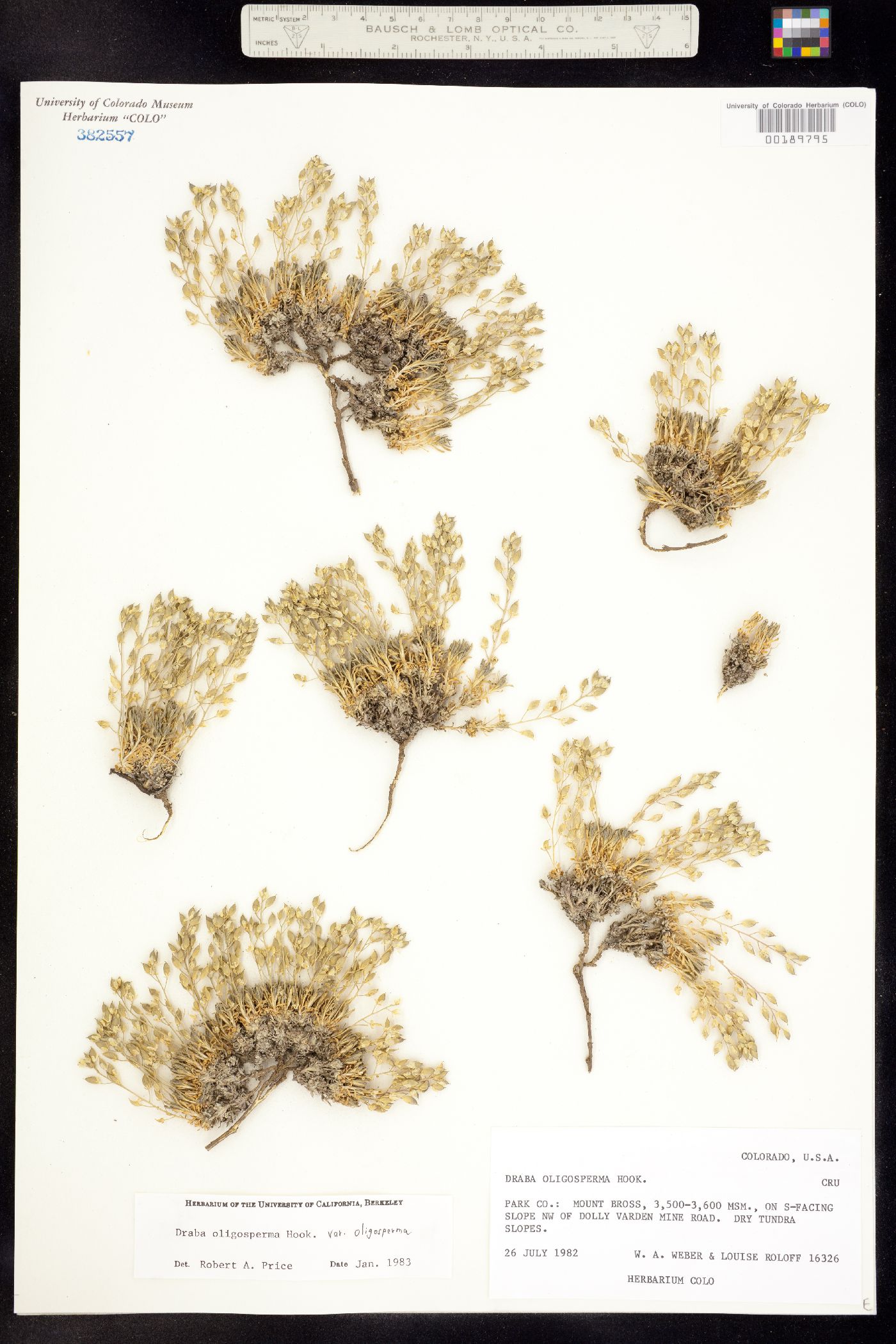 Draba oligosperma image