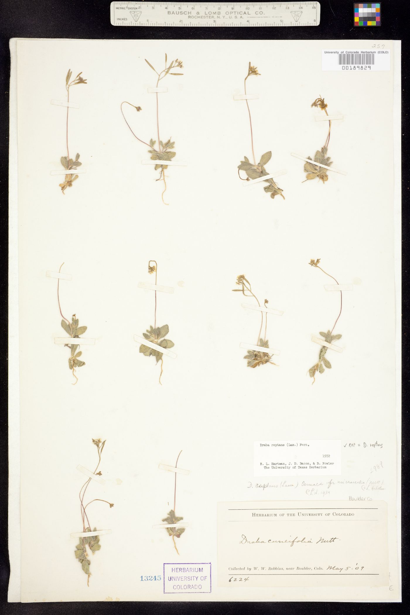 Draba reptans image