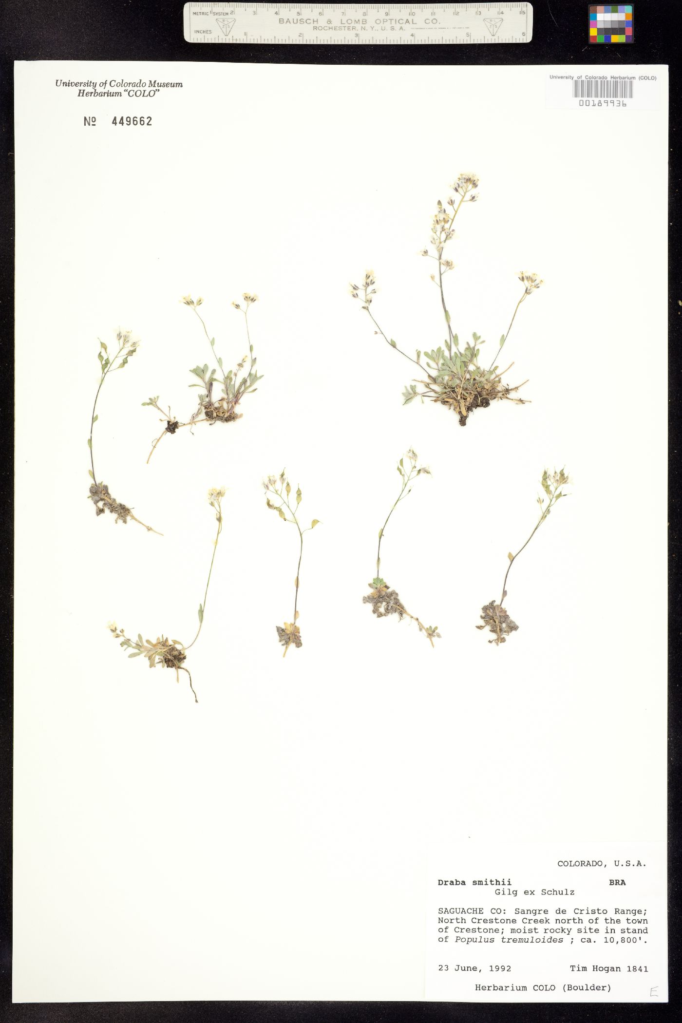Draba smithii image
