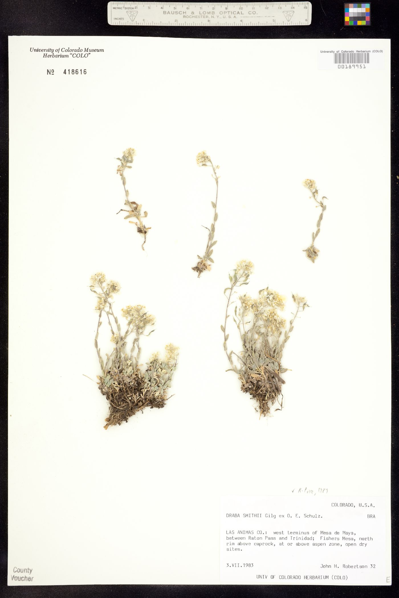 Draba smithii image