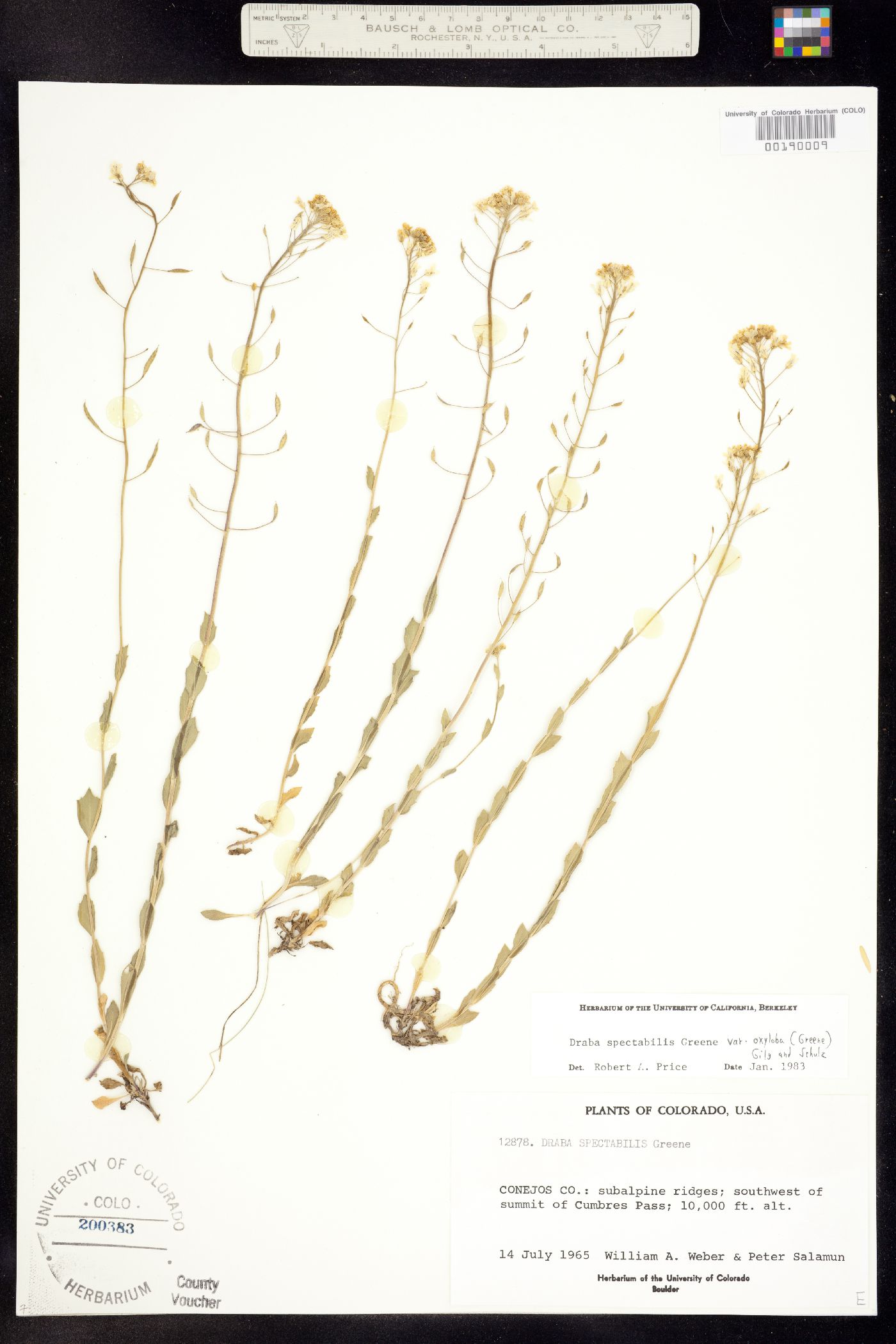 Draba spectabilis image