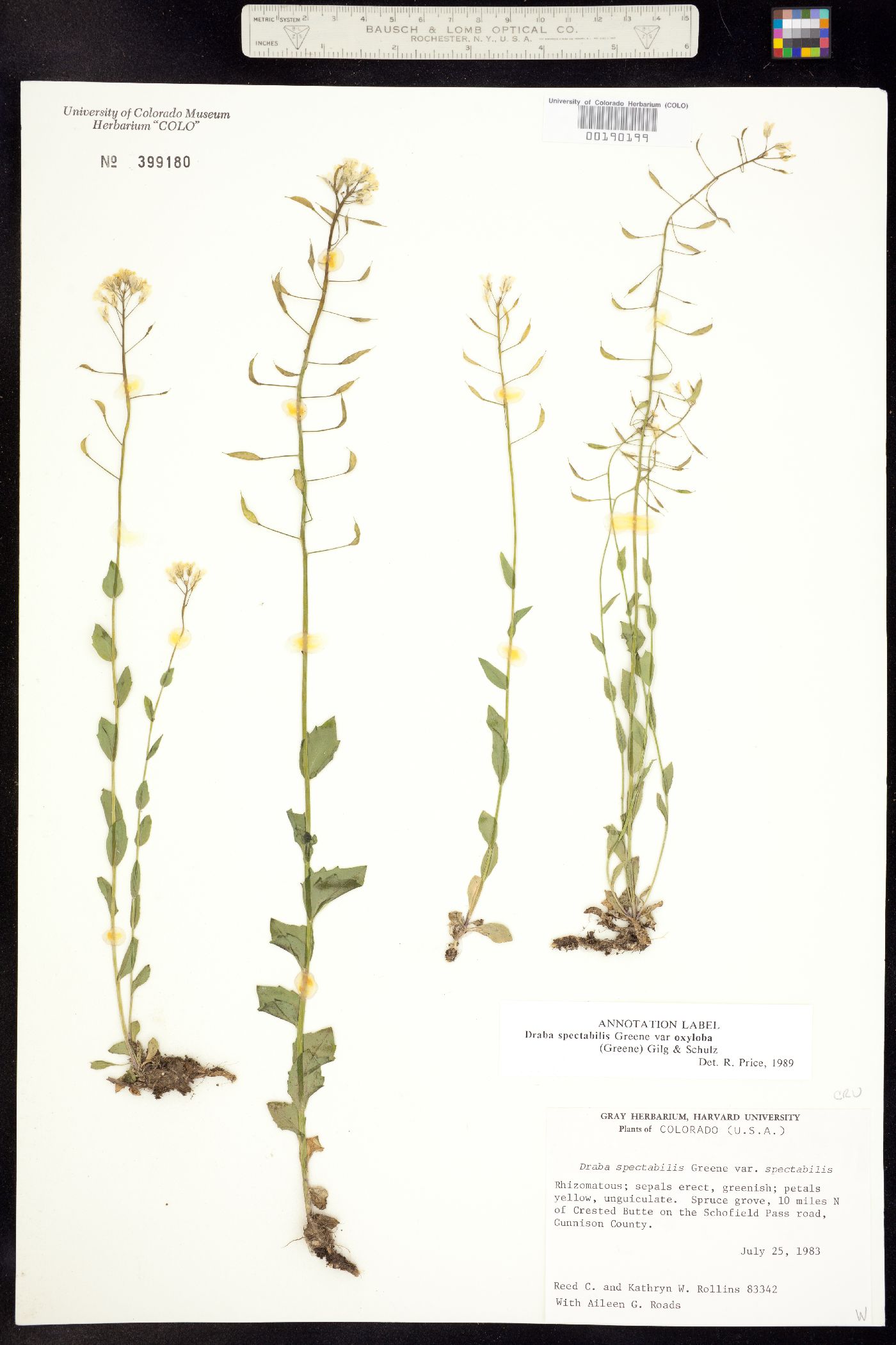 Draba spectabilis image