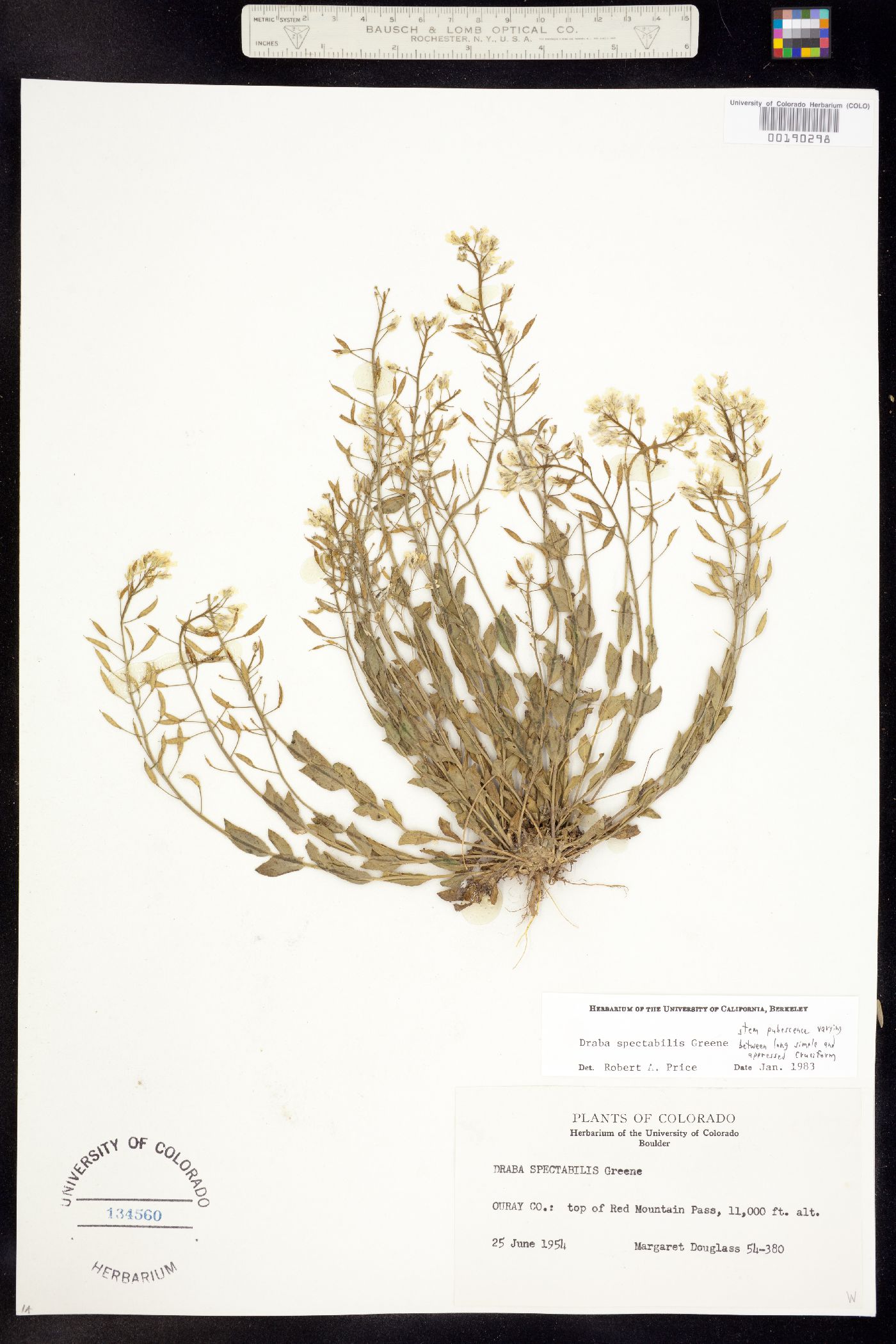 Draba spectabilis image