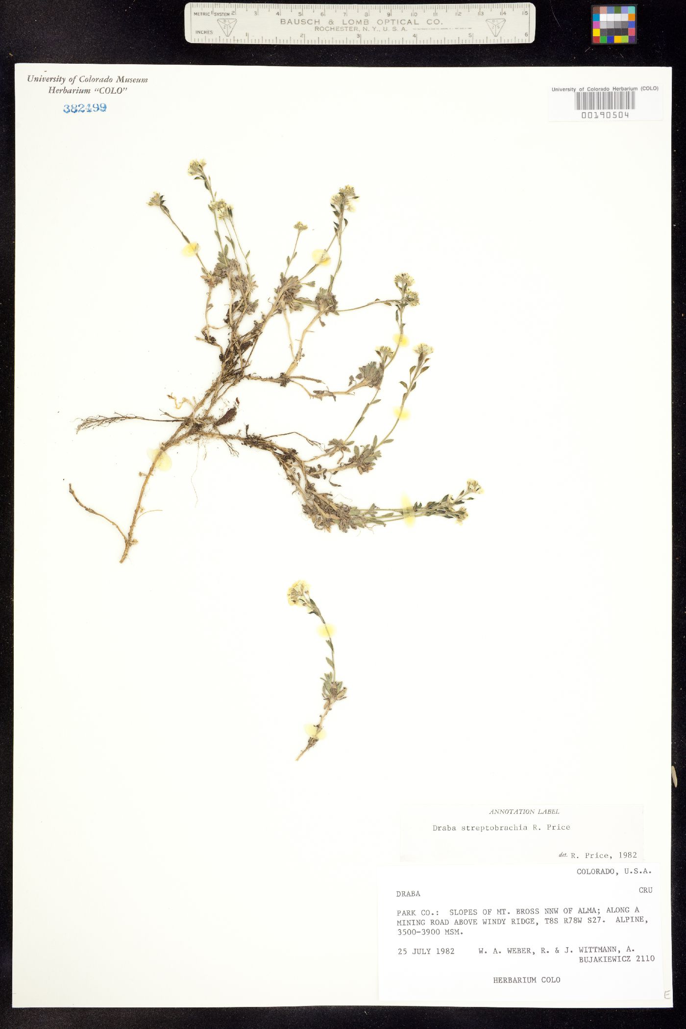 Draba streptobrachia image