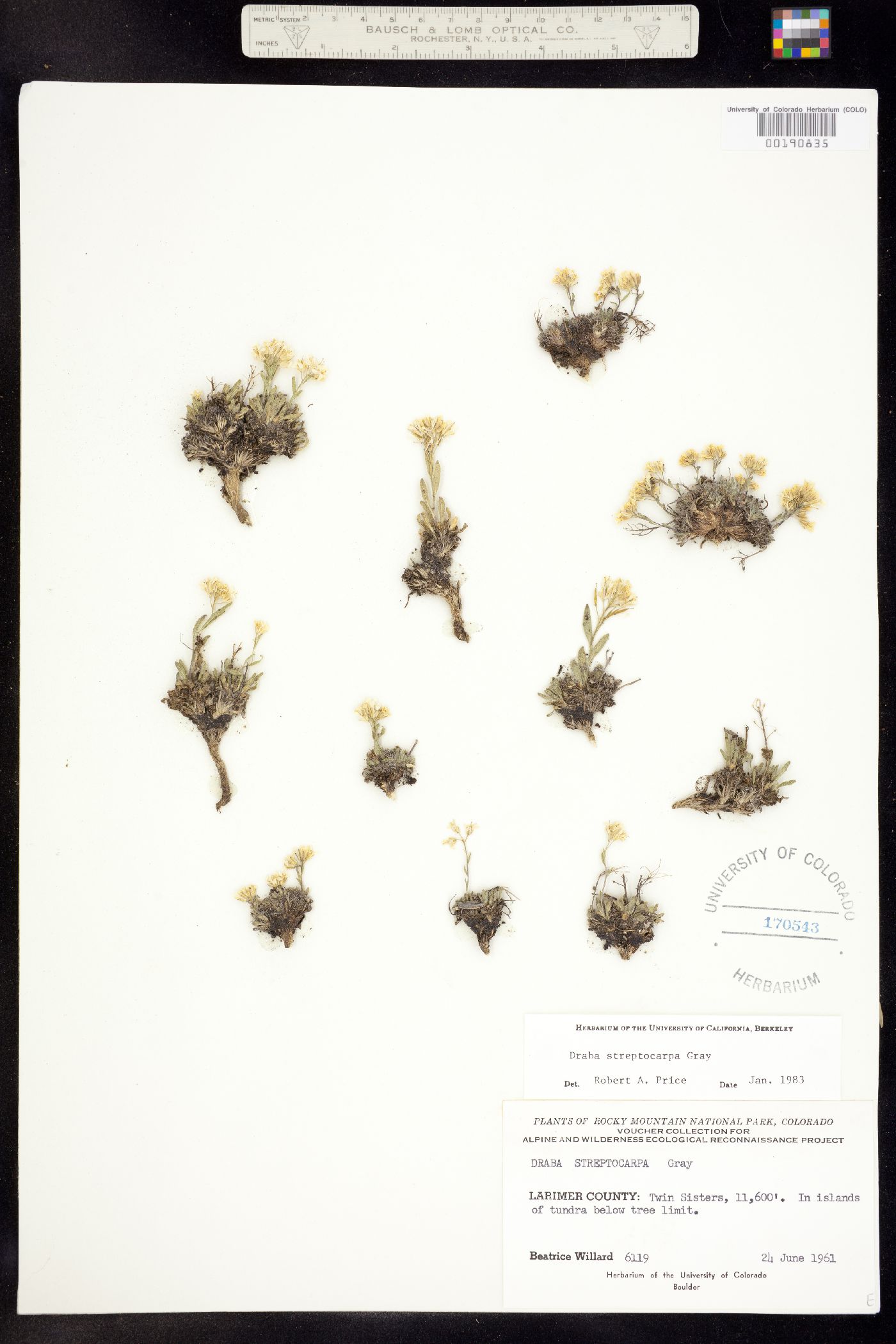 Draba streptocarpa image