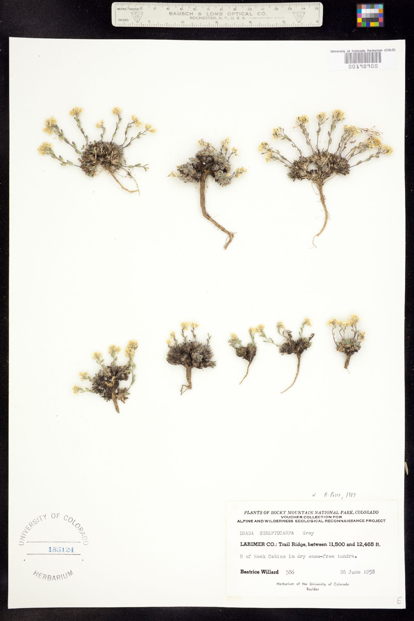 Draba streptocarpa image