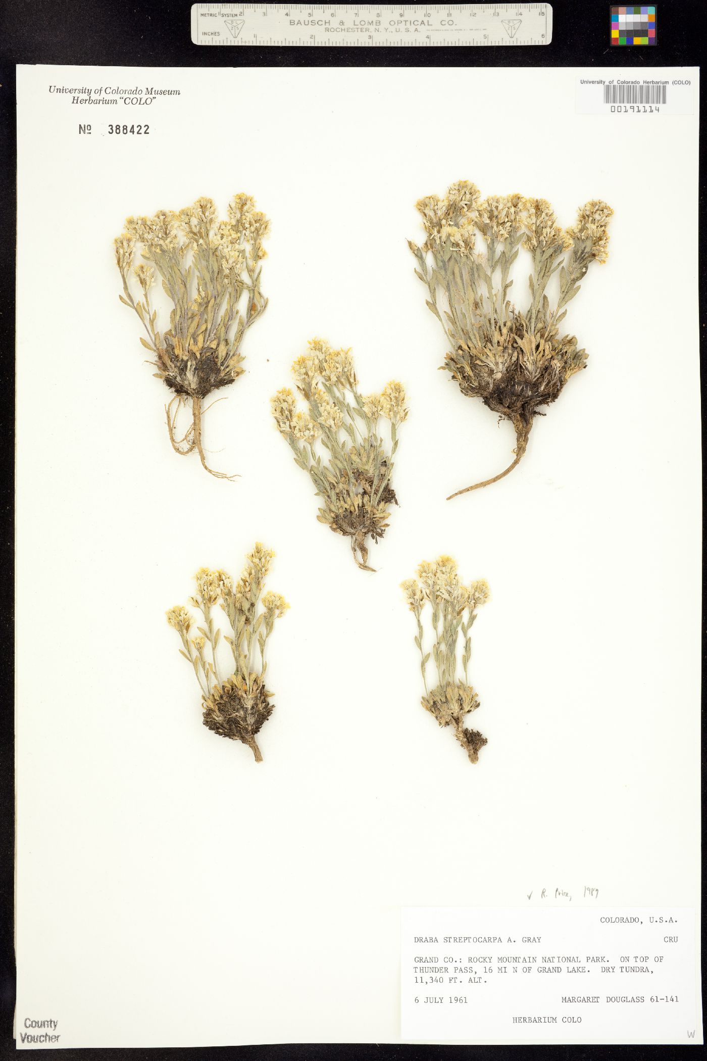 Draba streptocarpa image