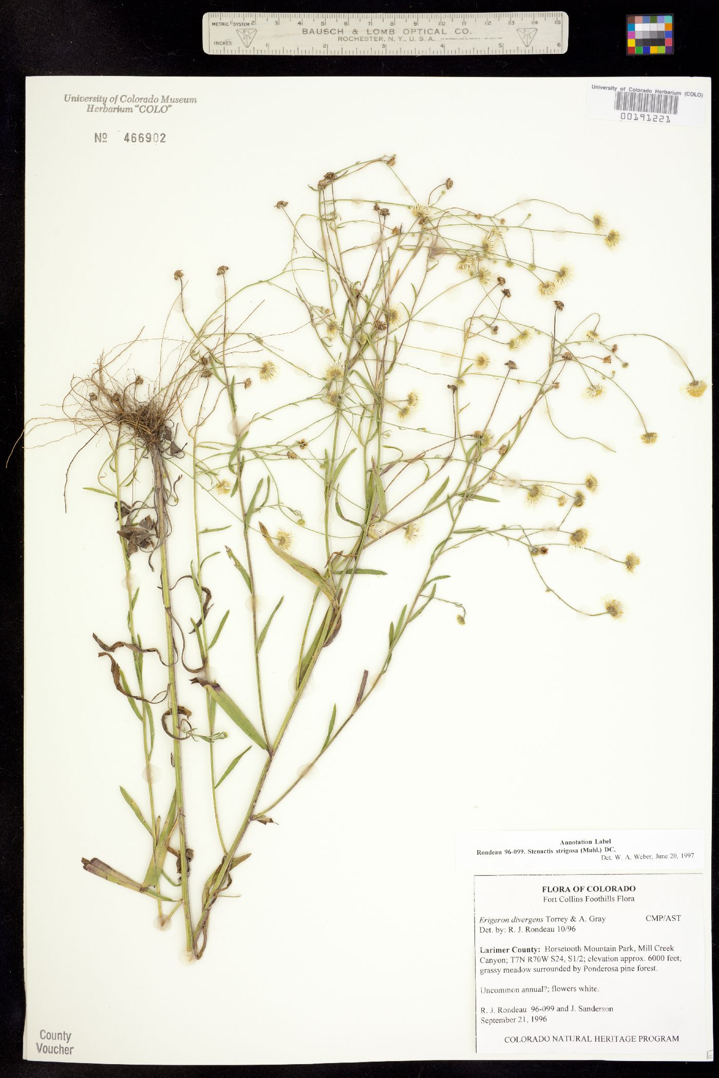 Stenactis strigosa image