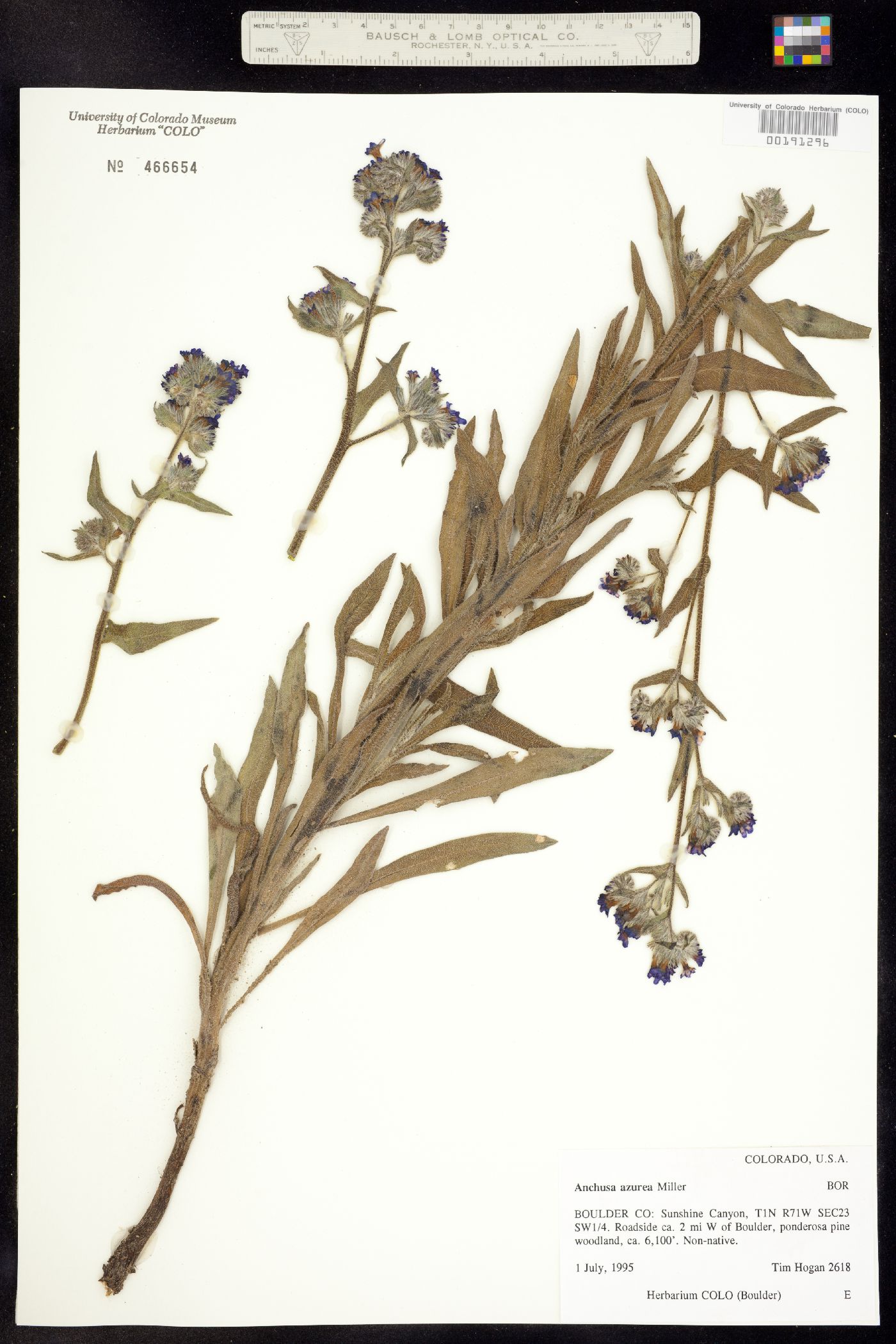 Anchusa azurea image