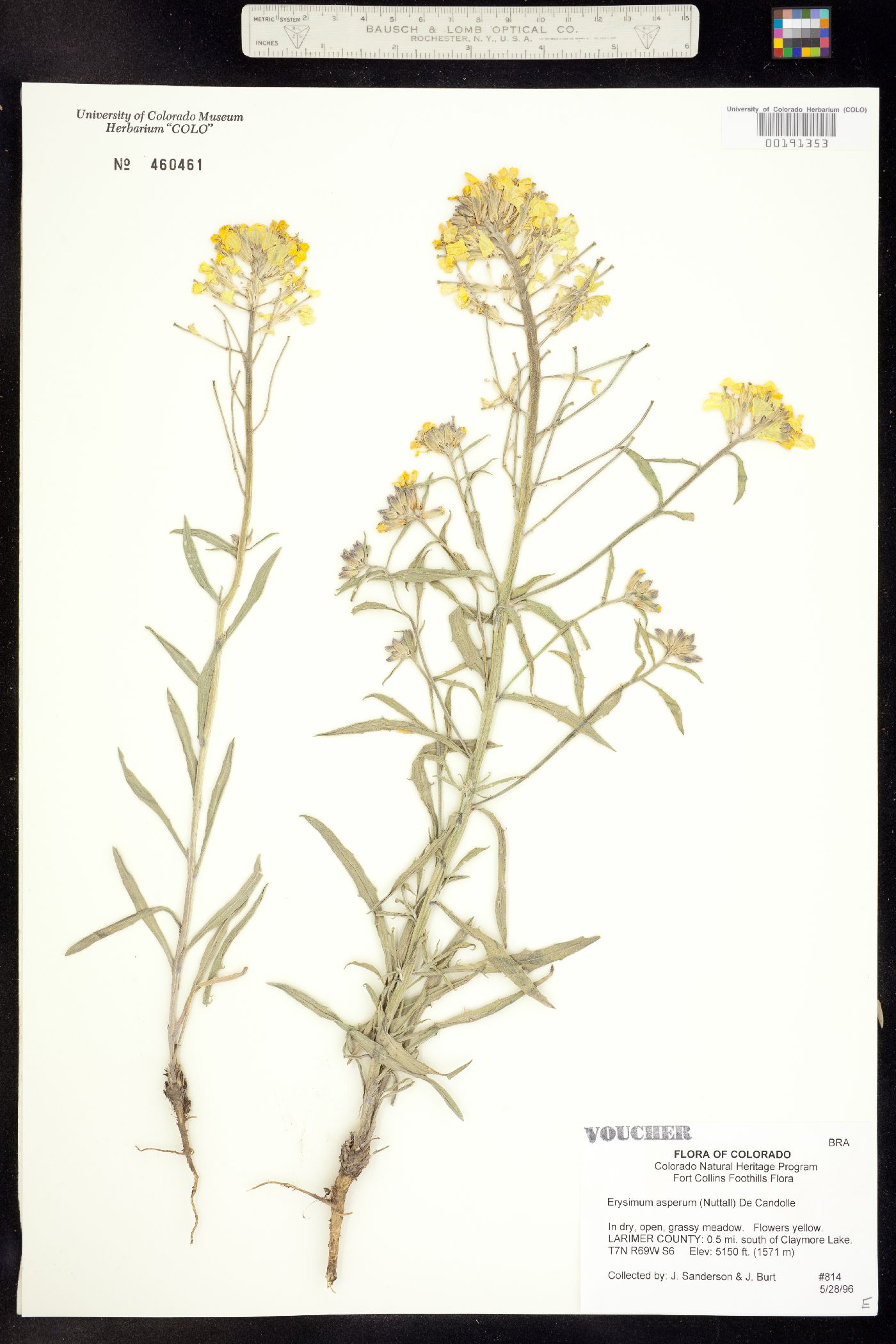 Erysimum asperum image