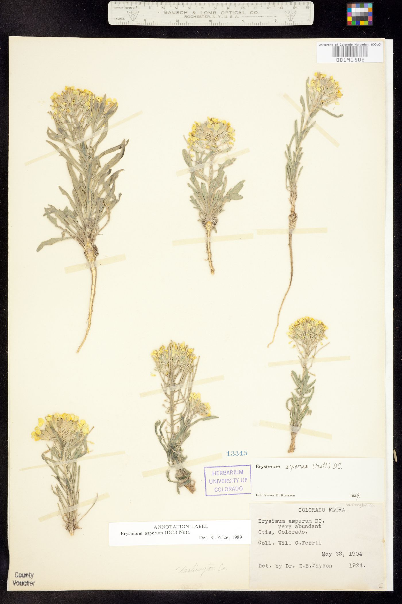 Erysimum asperum image