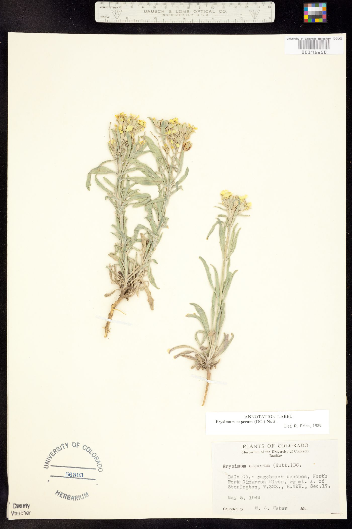 Erysimum asperum image