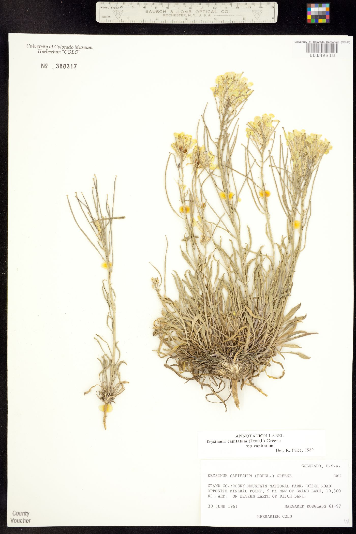 Erysimum capitatum image