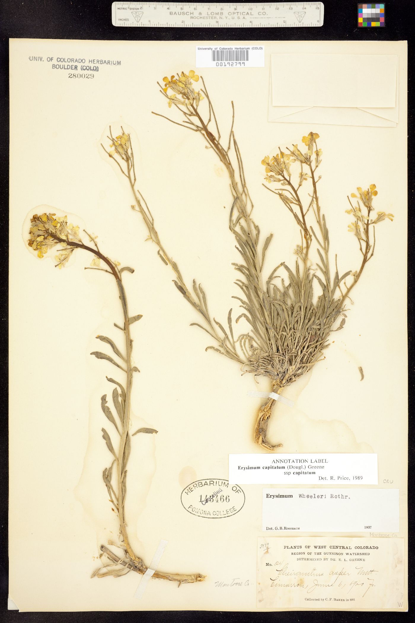 Erysimum capitatum image