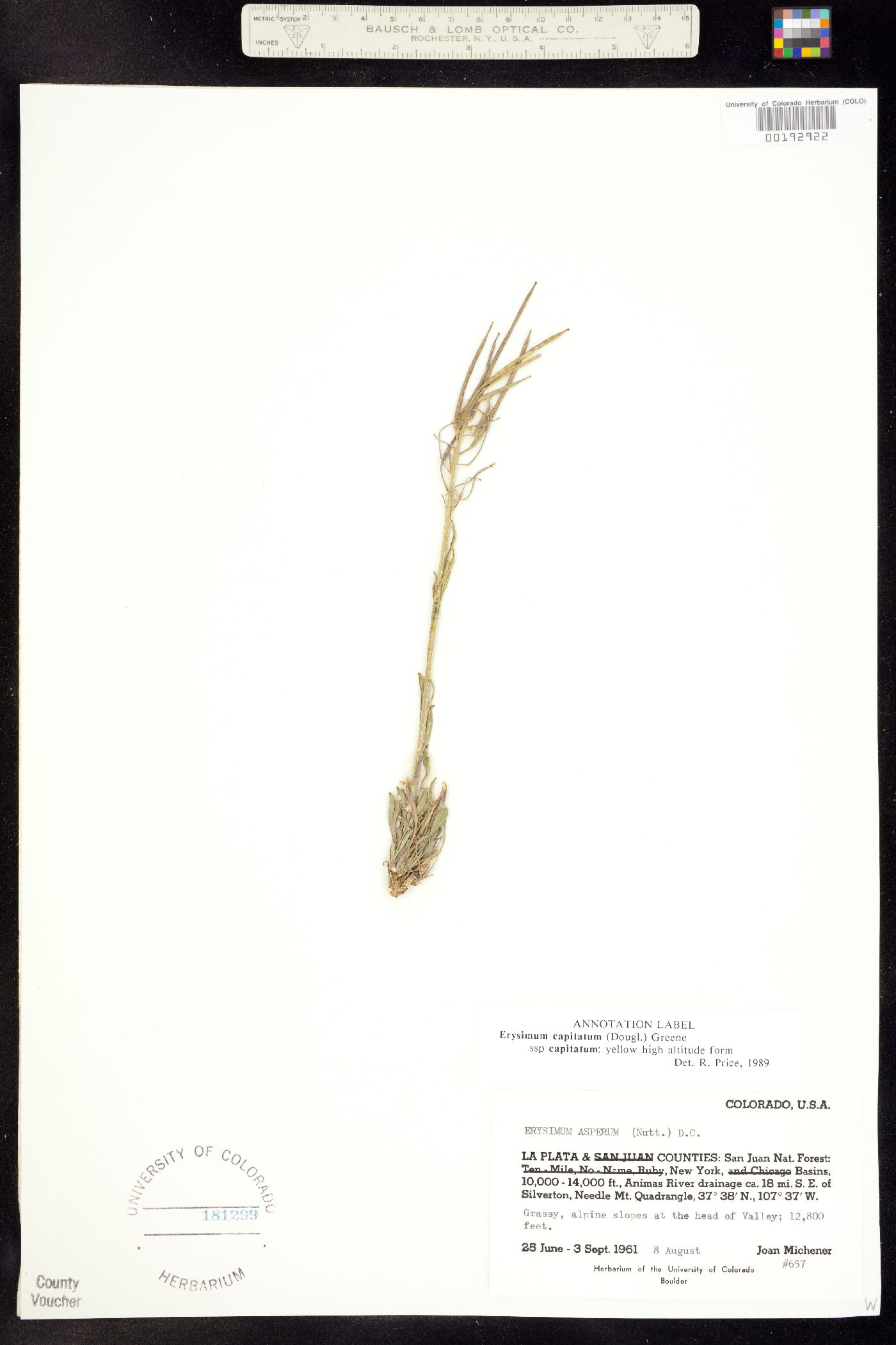 Erysimum image