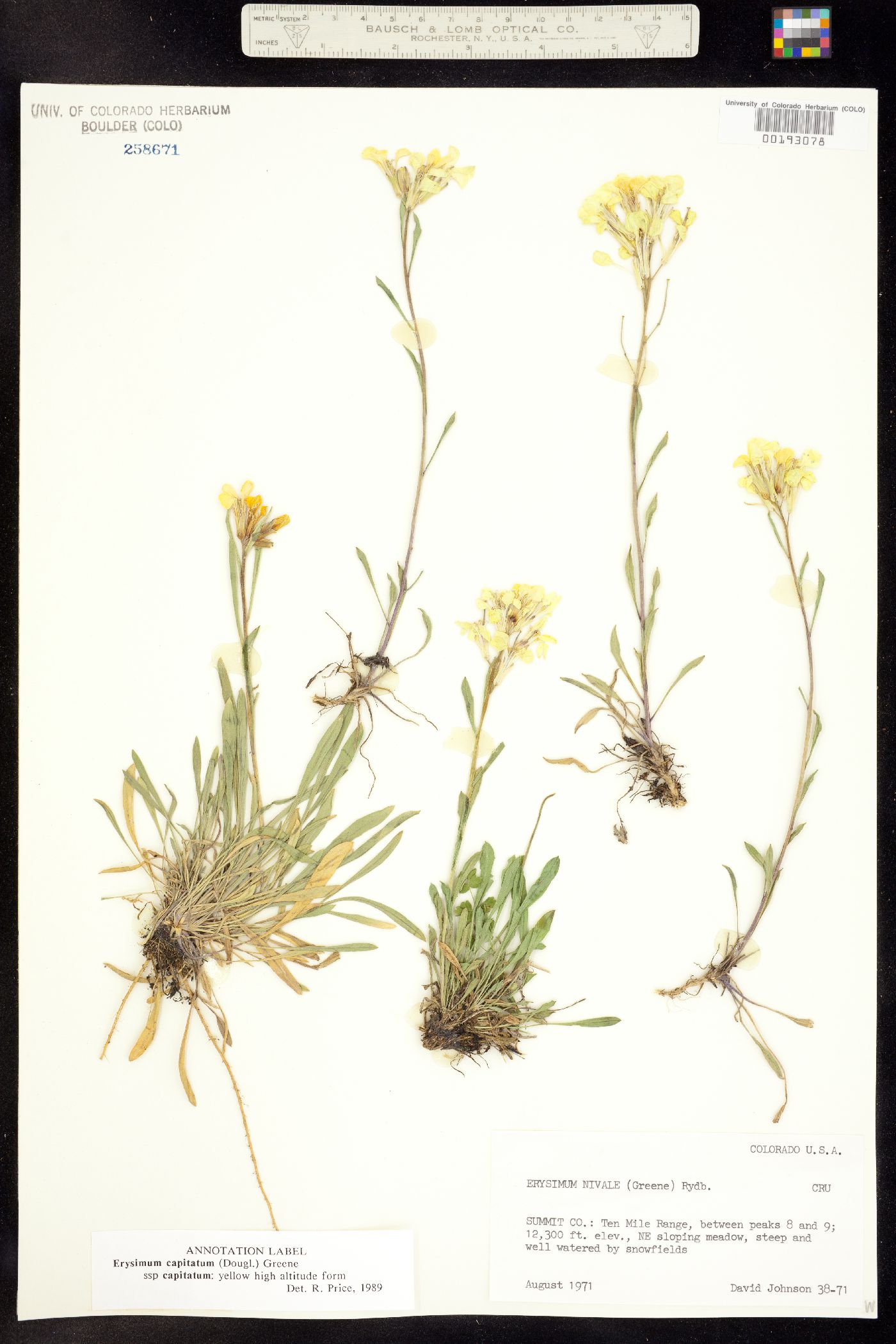 Erysimum capitatum image