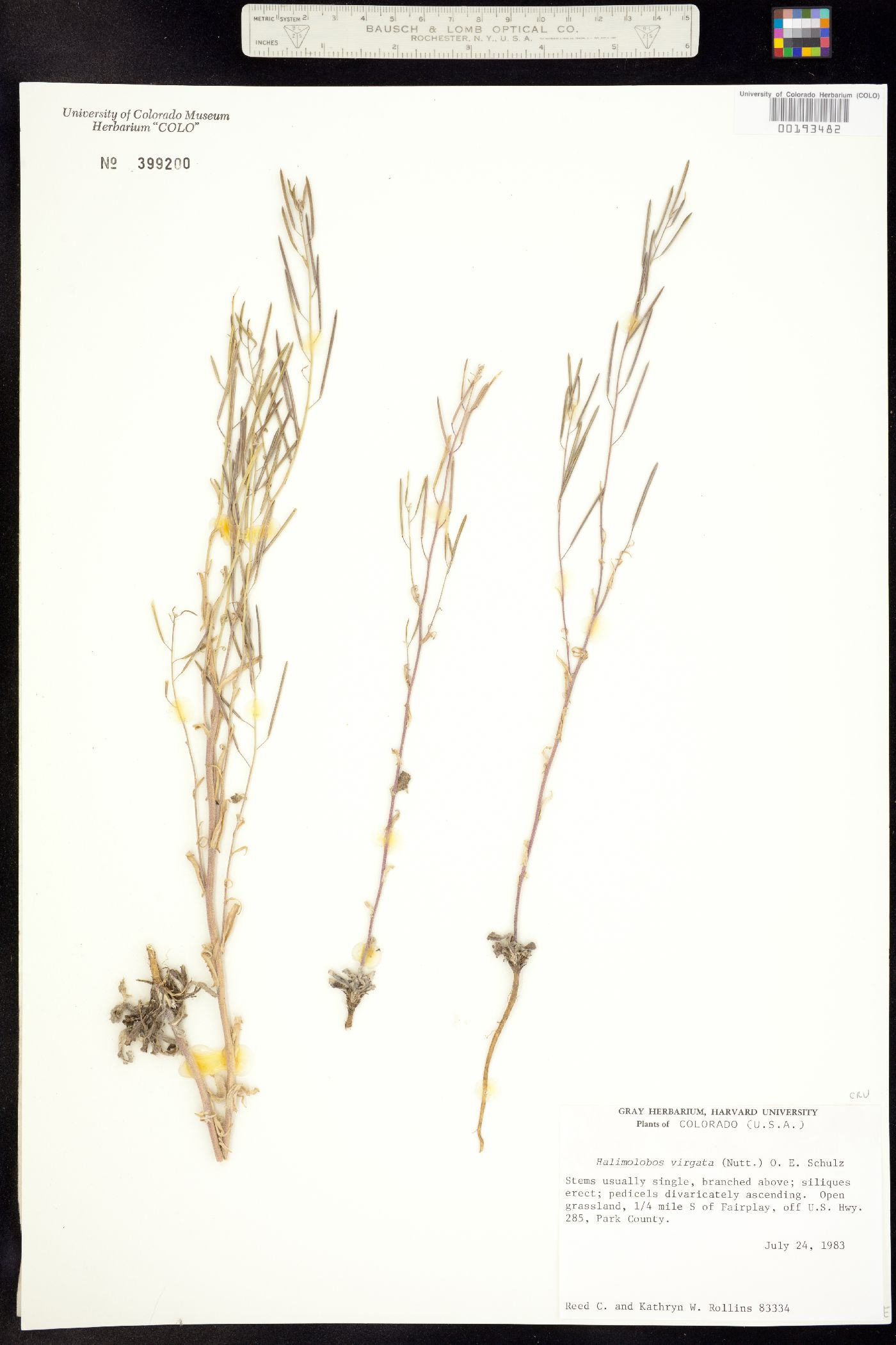 Transberingia bursifolia ssp. virgata image