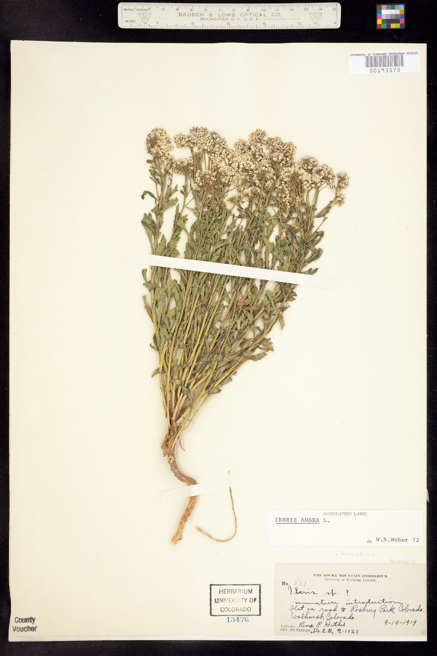 Iberis amara image