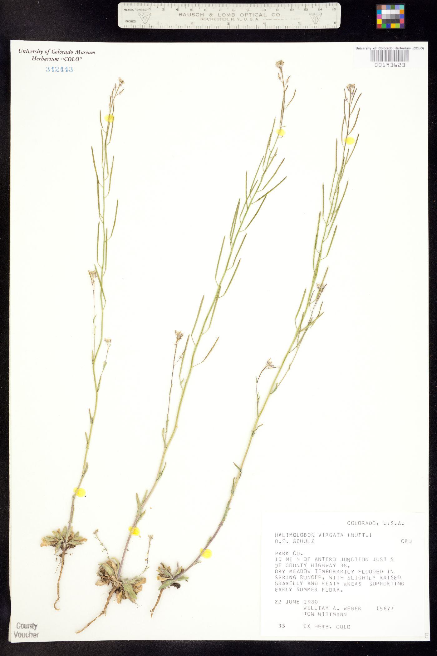 Transberingia bursifolia ssp. virgata image
