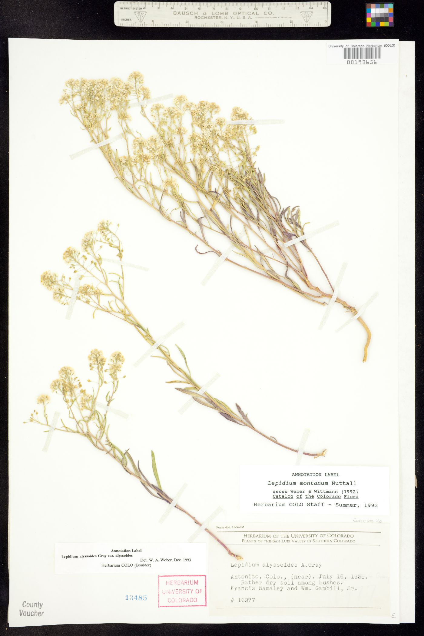 Lepidium alyssoides image
